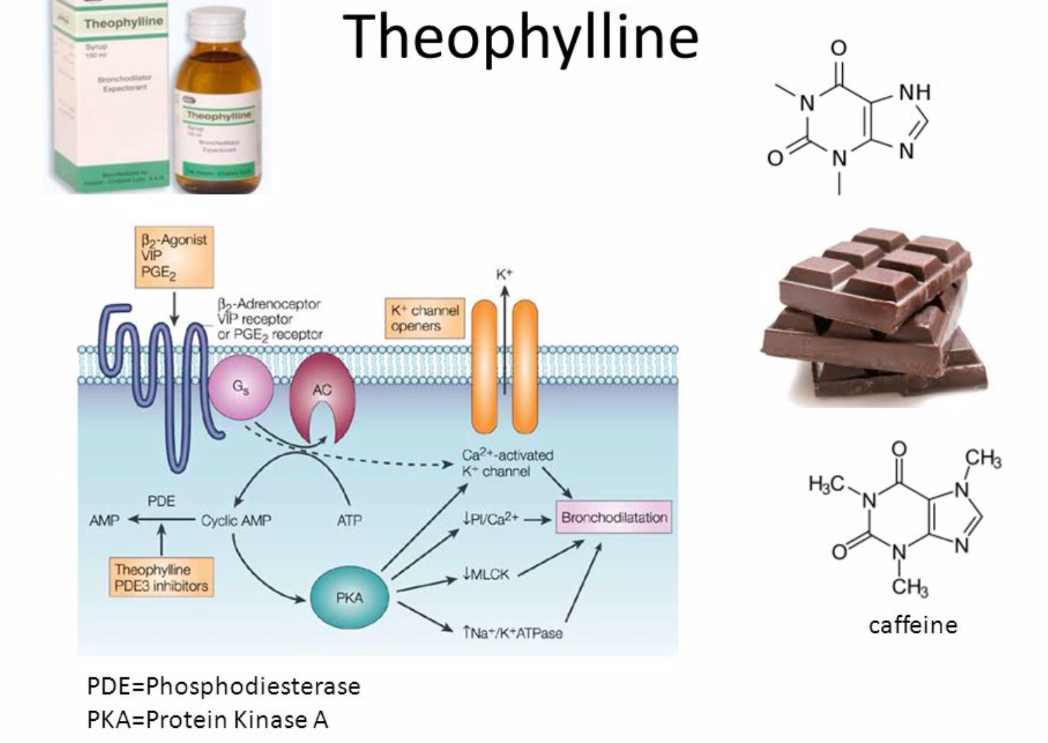 Теофиллин и кофеин. Кофеин и фосфодиэстераза. Механизм действия кофеина. Механизм действия теофиллина. Механизм кофеина