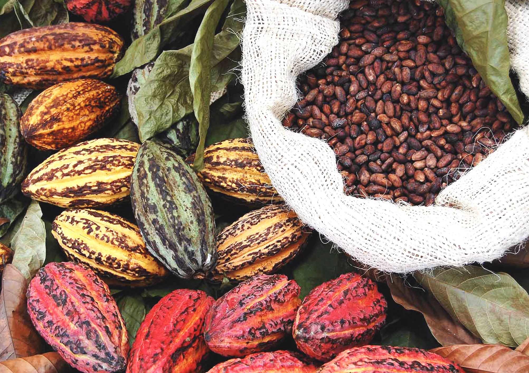 From Cacao Pods to Delicious Chocolate Bars, Réunion Island.