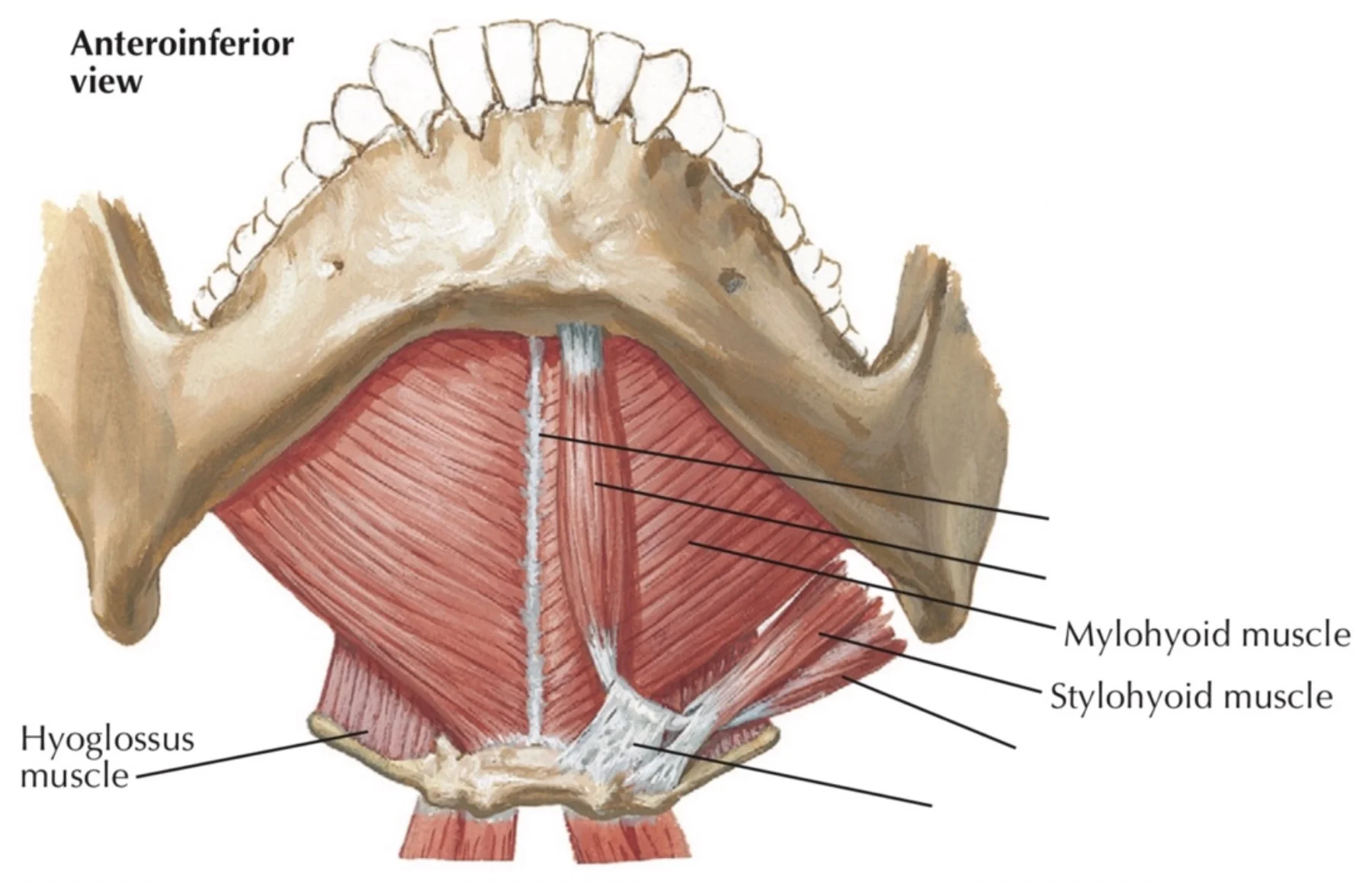 Floor Of Mouth Muscles Anatomy Review Home Co