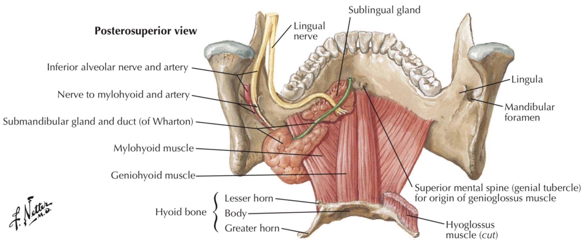 Пространства полости рта. Мышцы дна ротовой полости. Мышцы дна полости рта анатомия. Дно полости рта топографическая анатомия. Челюстно подъязычная мышца анатомия.