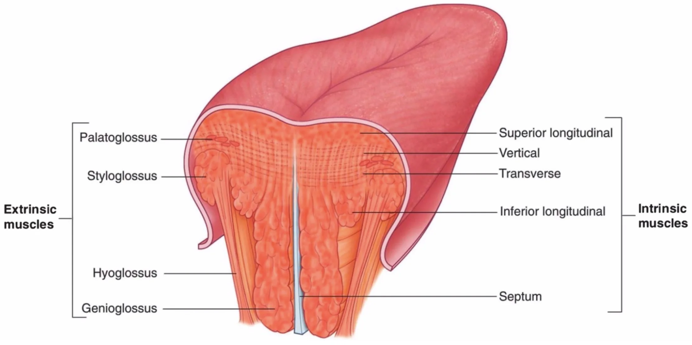 The Wonders Of The Tongue Its Muscles With Motor And Sensory Nerve Innervations Andreas Astier
