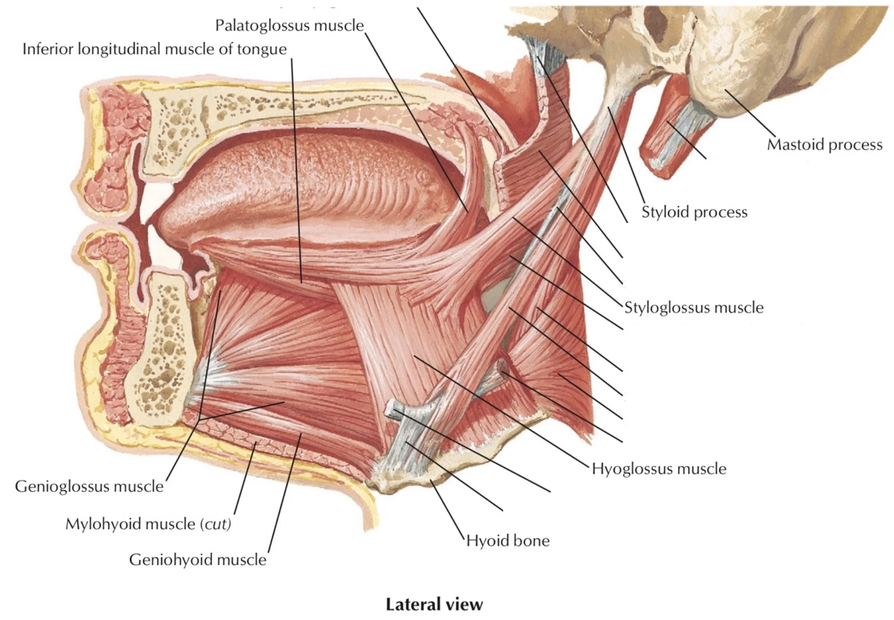 muscles of the soft palate lateral view