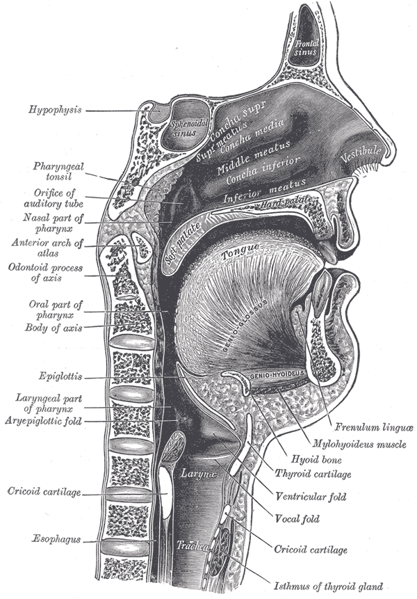 Inferior alveolar nerve - Wikipedia