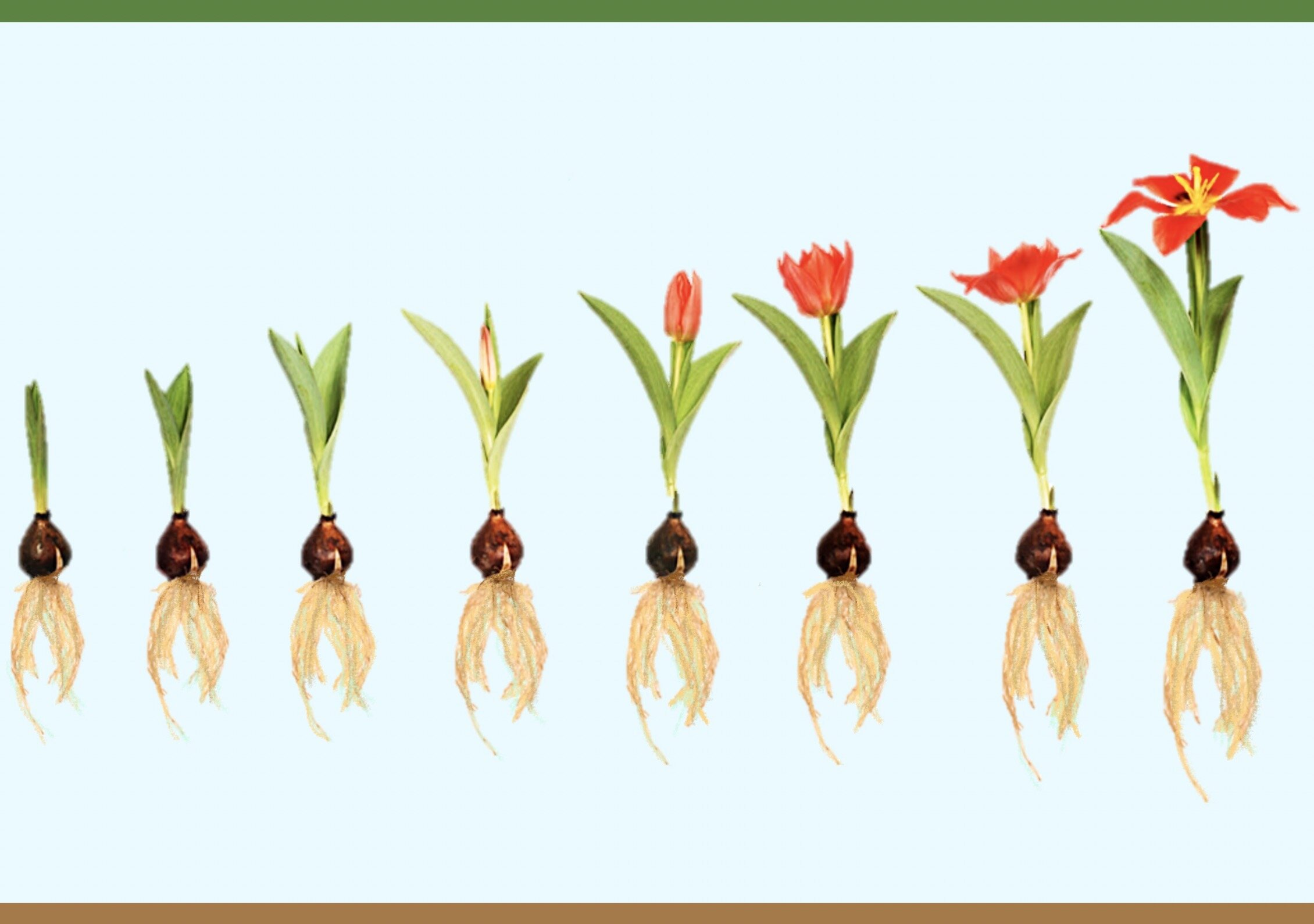 Тюльпан корневище. Жизненный цикл тюльпана. Луковичные цветы. Луковица тюльпана. Цветок с луковицей.