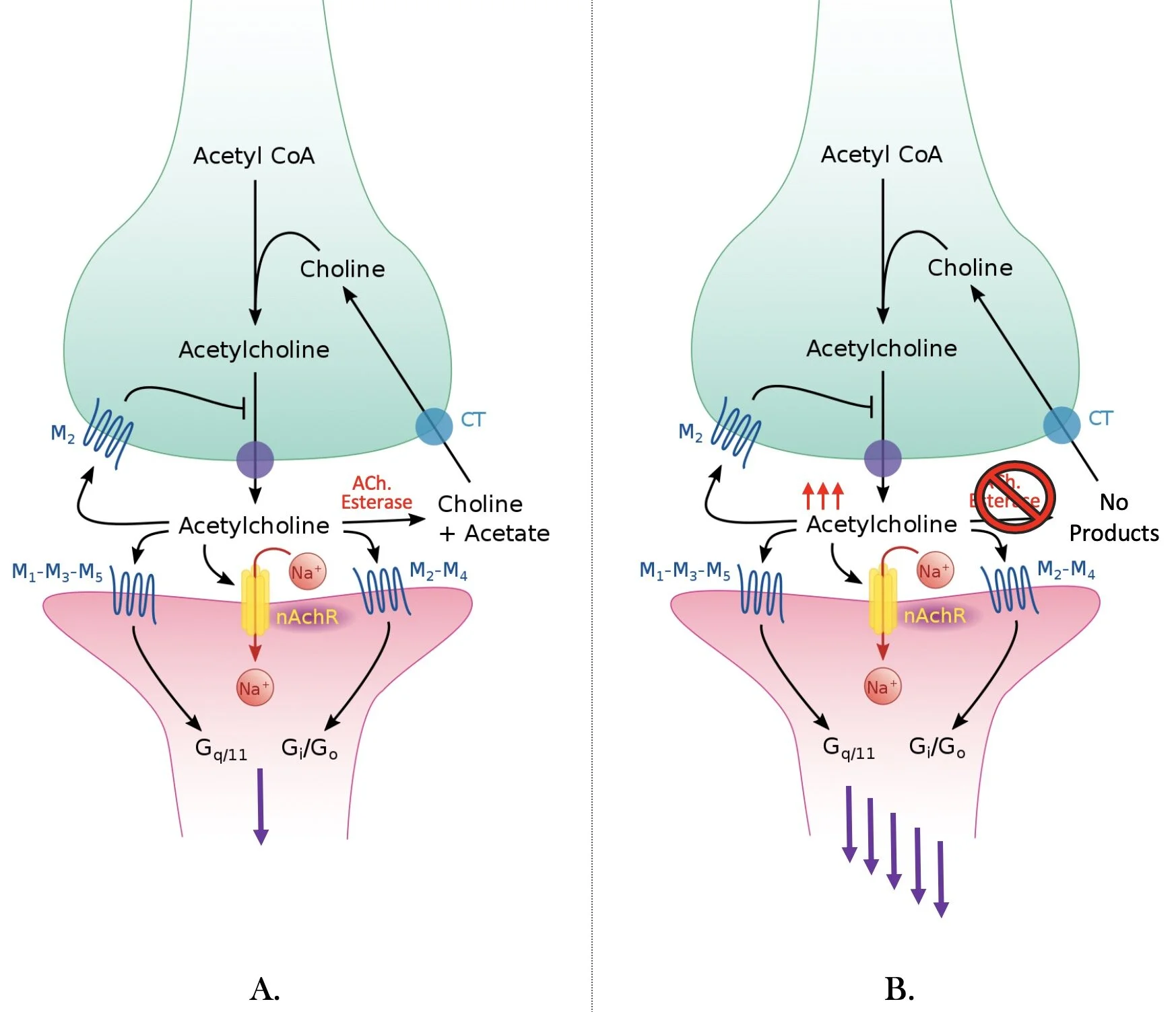 The Effects of Organophosphate Poisoning on the Human Body and What You