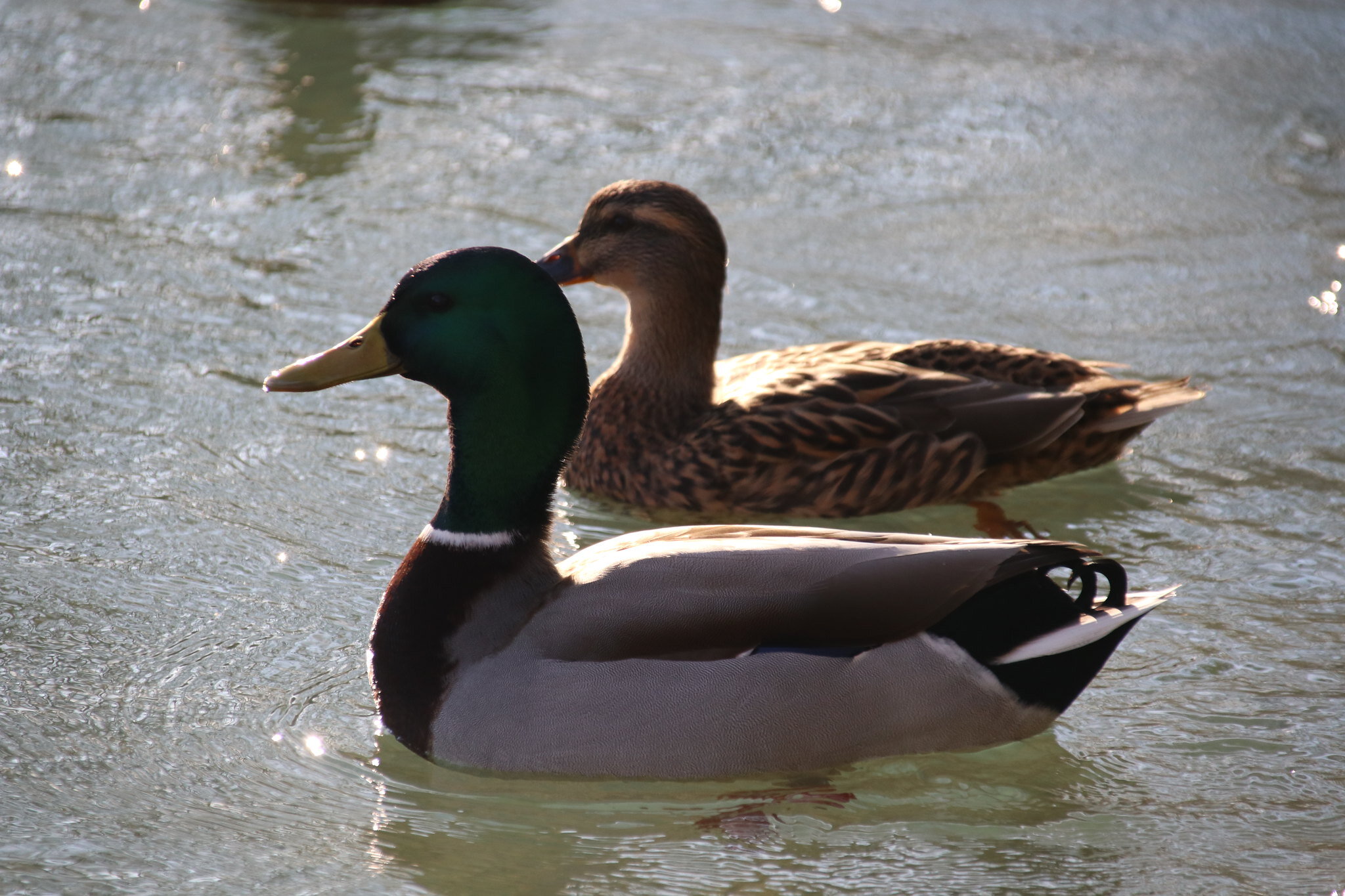 Une paire de Colvert