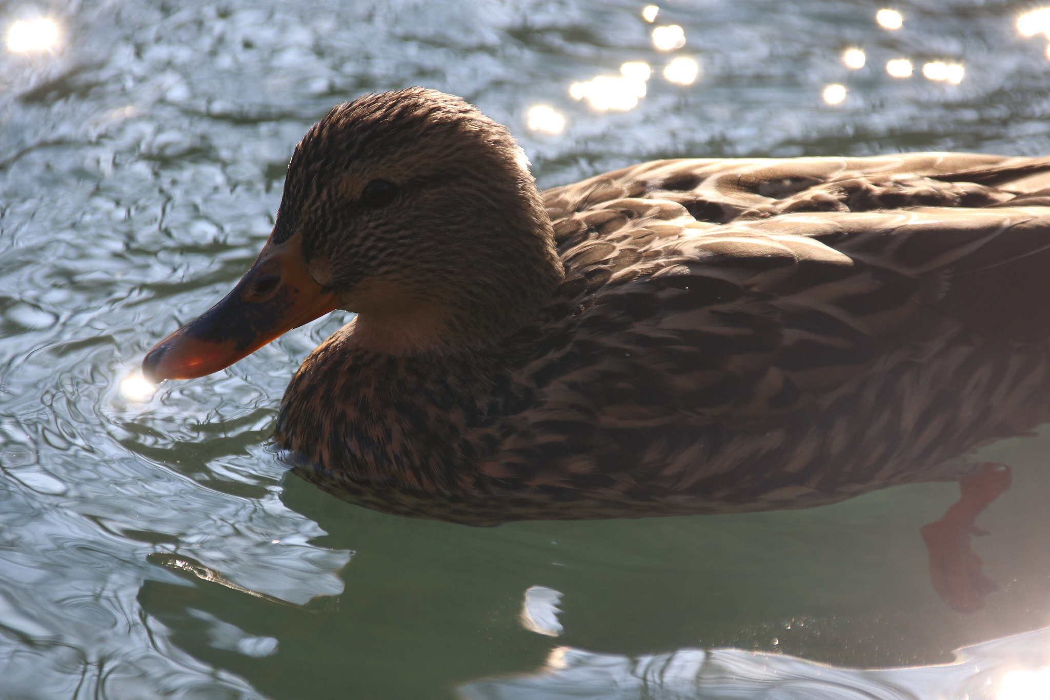 Colvert qui flotte