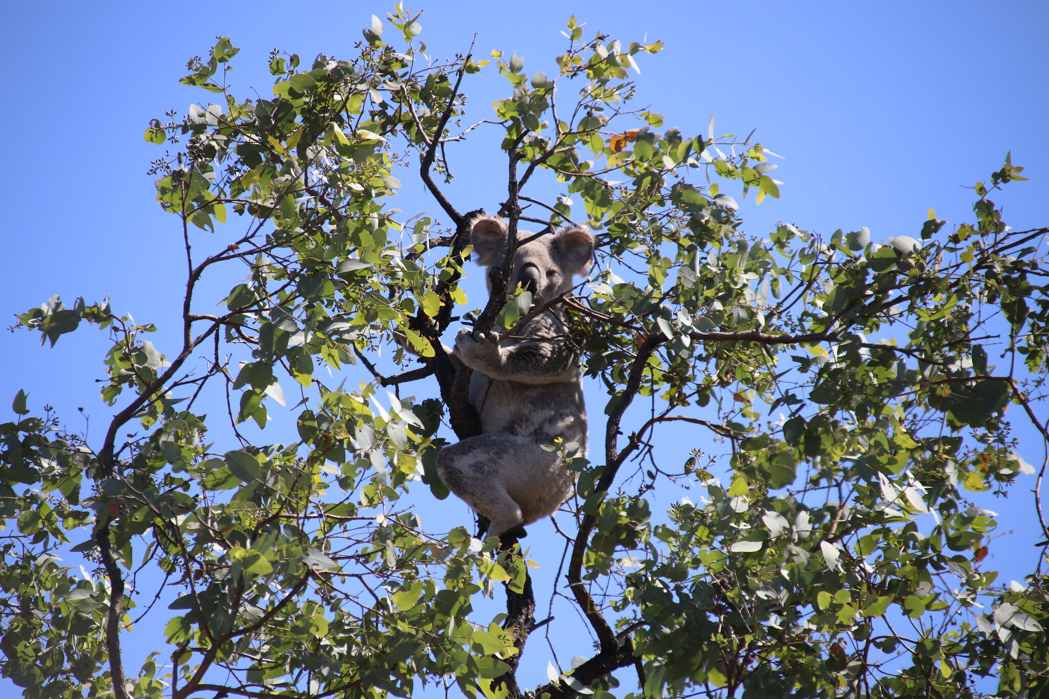 Koala in his tree