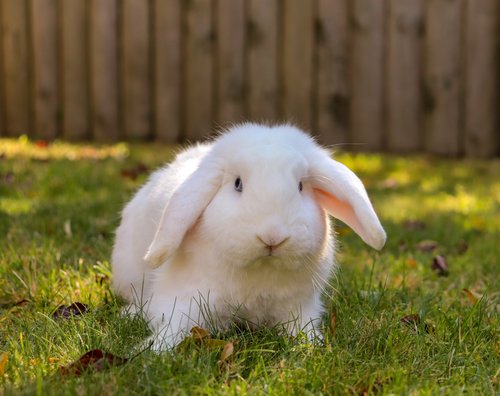 Hase Hugo und sein Motorrad