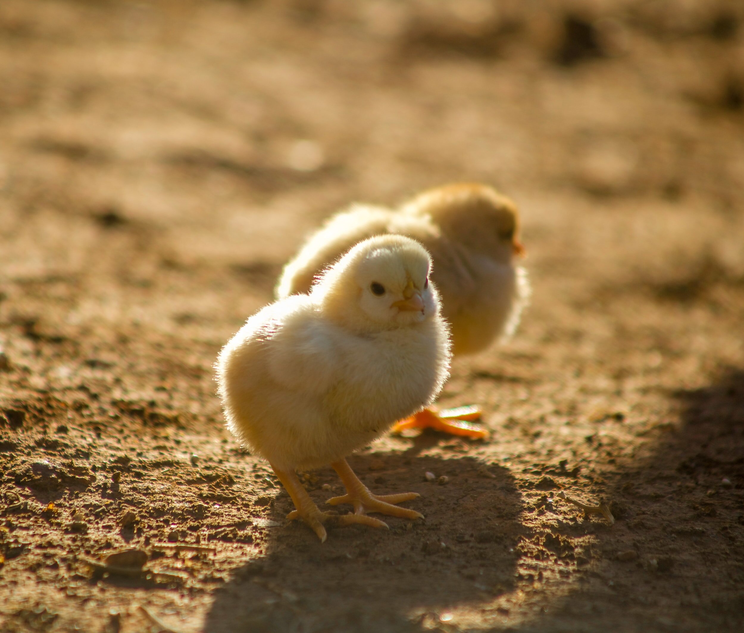 Hühnerfamilie NEU Erzgebirge Bauernhof Seiffen Volkskunst Tiere Huhn Bauer Ei 