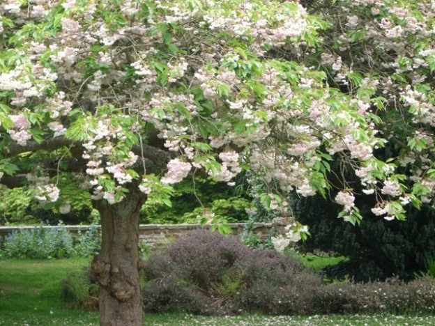 FloweringTree-624x468.jpeg