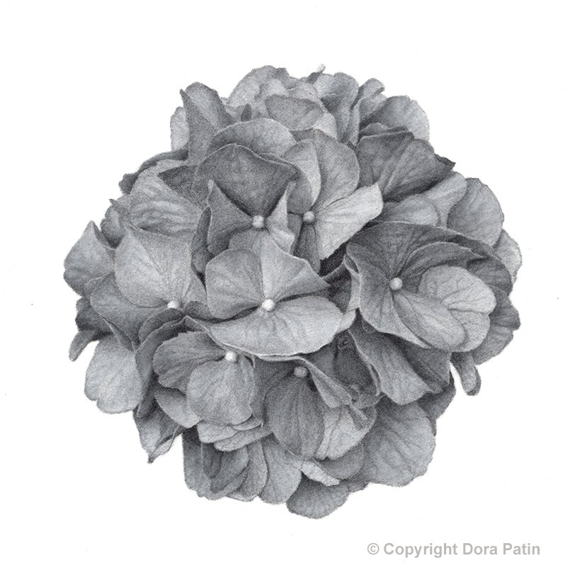 Hydrangea, 8×8” charcoal on paper, Available