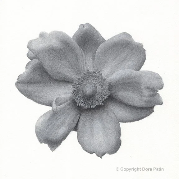 Anemone, 8×8” charcoal on paper, Available
