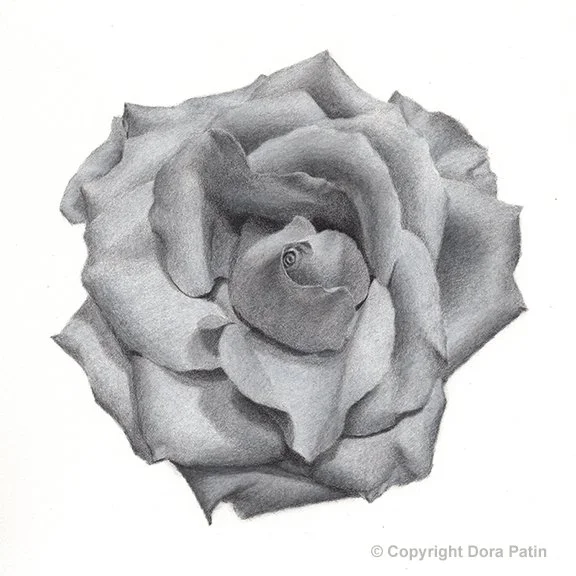 Rose, 8×8” charcoal on paper, Available