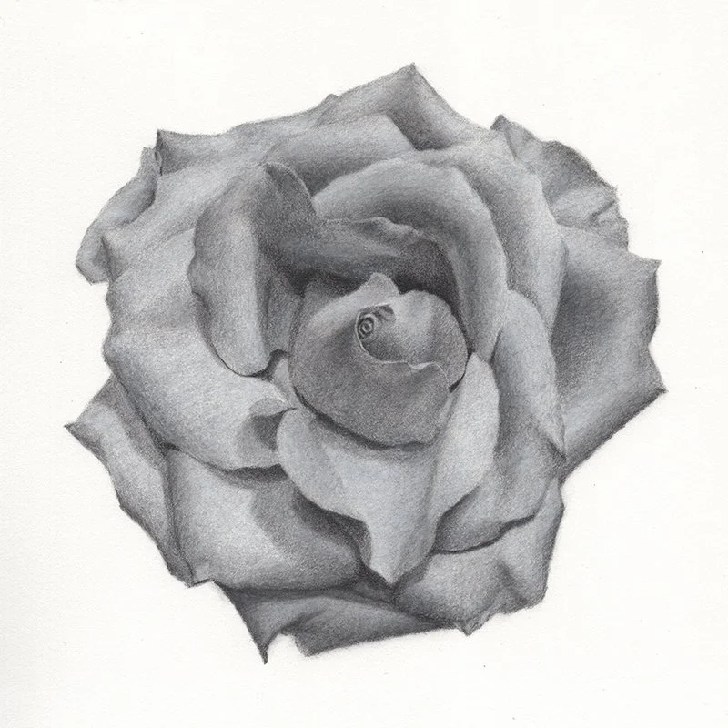 Rose, 8×8” charcoal on paper, Available