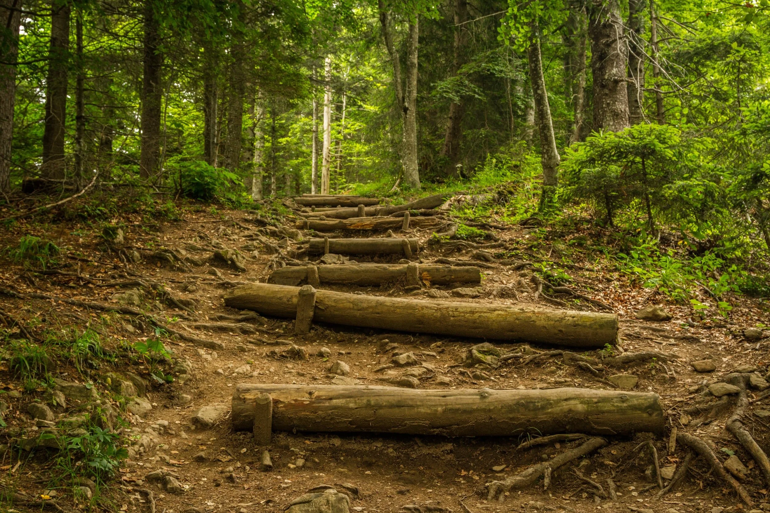 The Path to Jesus
