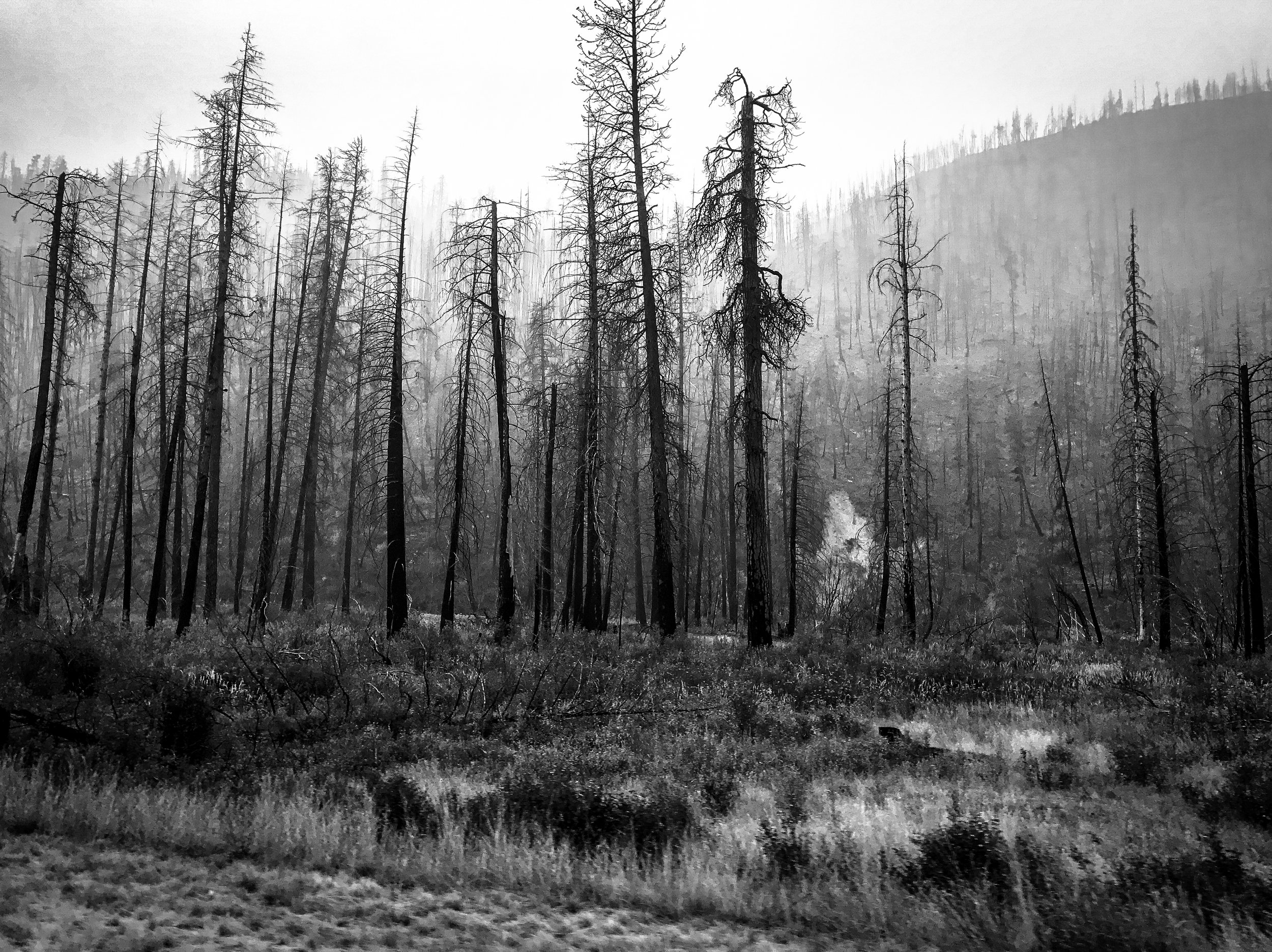 Burnt Trees 