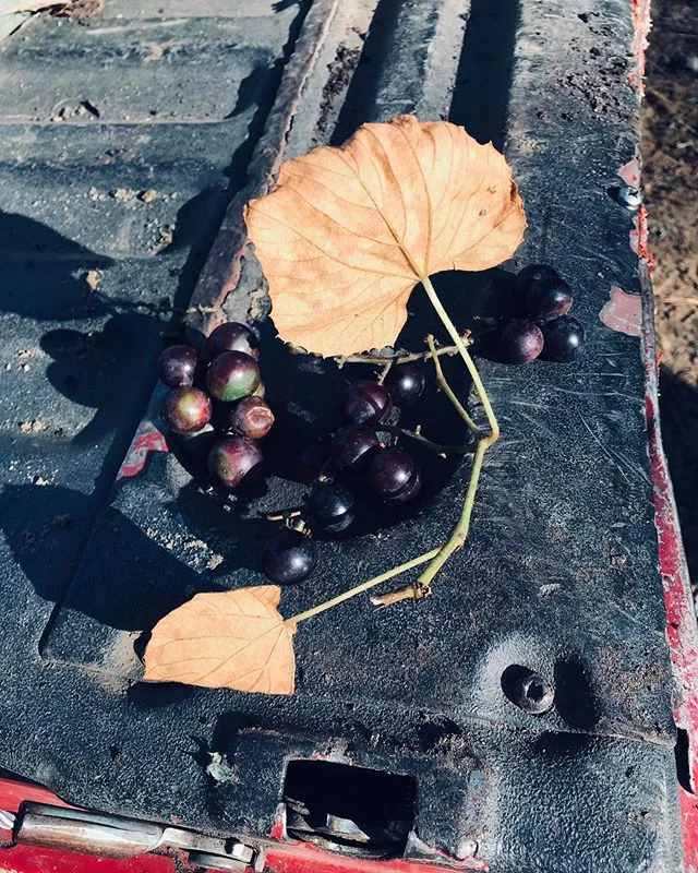 It&rsquo;s grape harvest.  Italy Writing Retreat in Orvieto is November 3-9. You only have a couple weeks to give yourself a creative gift.  Join this inspiring week of writing, food and inspiration. Justenahren.com to register. 
#italy #poetry #fict