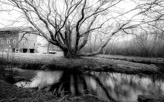The island&rsquo;s ancient heart. 
Traveling the road to the cove 
With the bare branches 
Reaching skyward, I am 
Within the beloved 
#poem #poetry #bnw #blackandwhitephotography #photographylovers #photooftheday