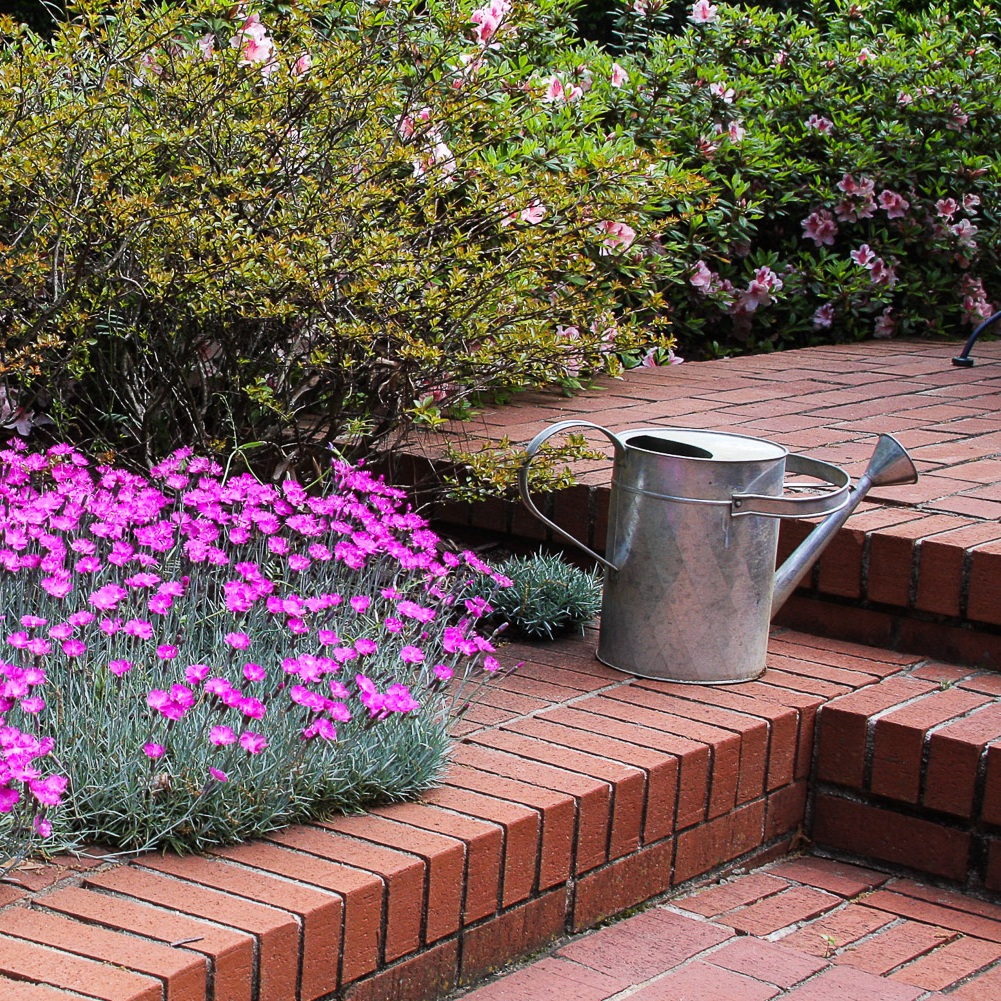 Metal watering can garden vignette