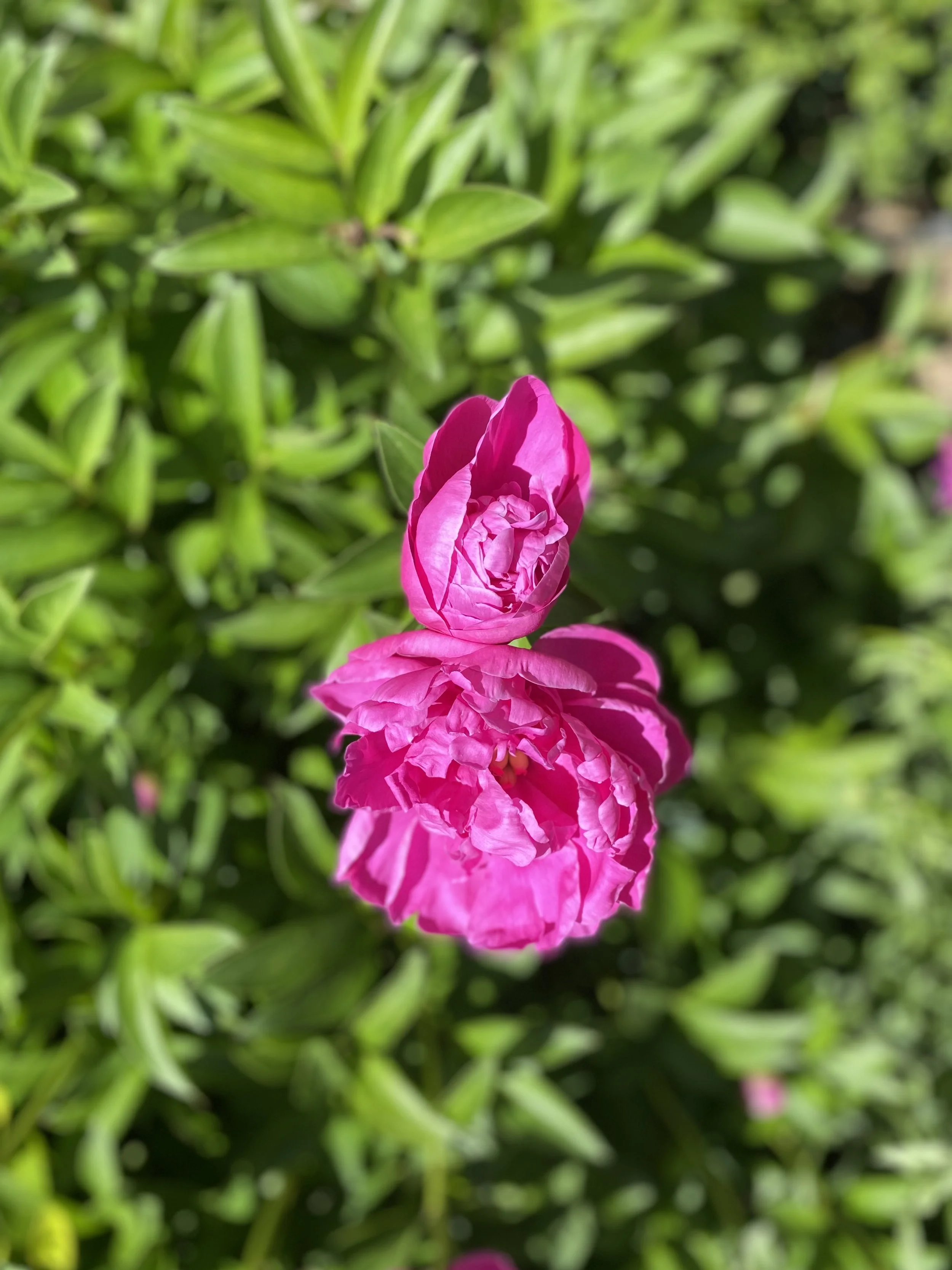 IMG_9461.jpeg