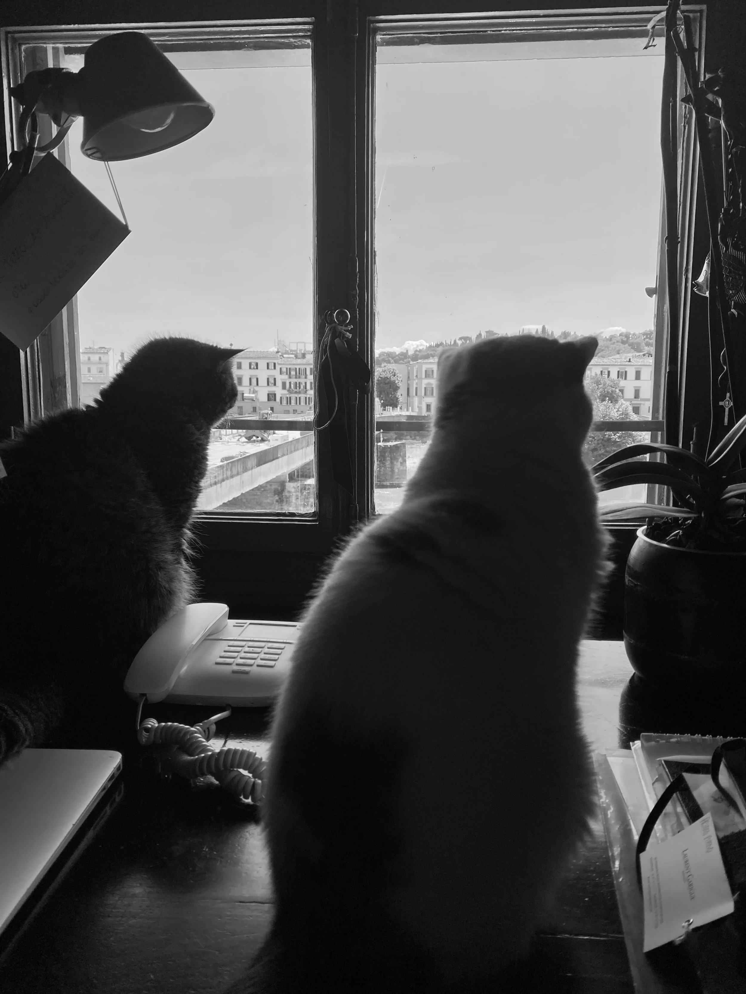 IMG_9763.jpeg