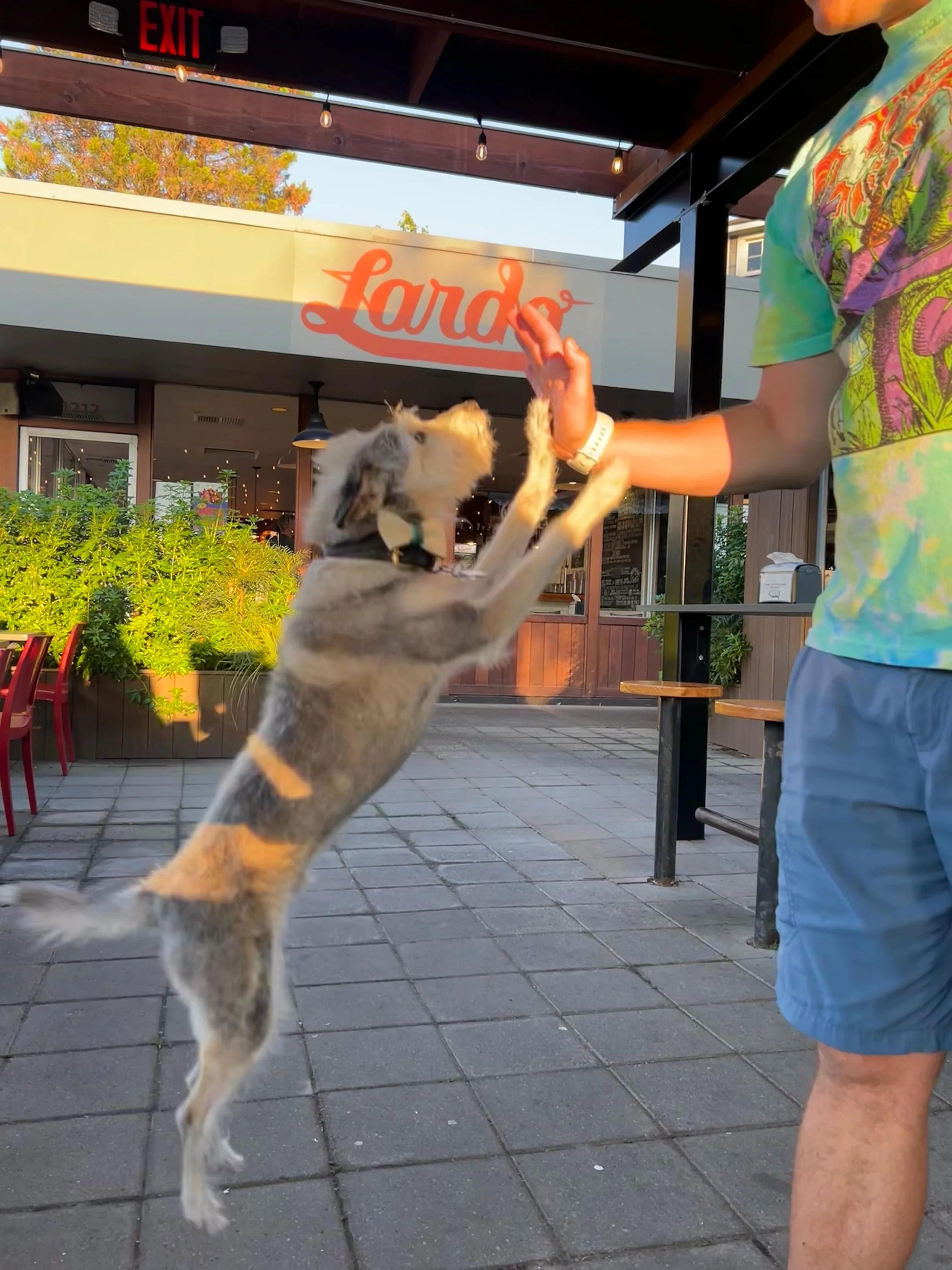 We love when you bring your dogs to Lardo. Here are some Lardo dogs for your viewing pleasure. (We also have complimentary dog treats 😉) @mudbay