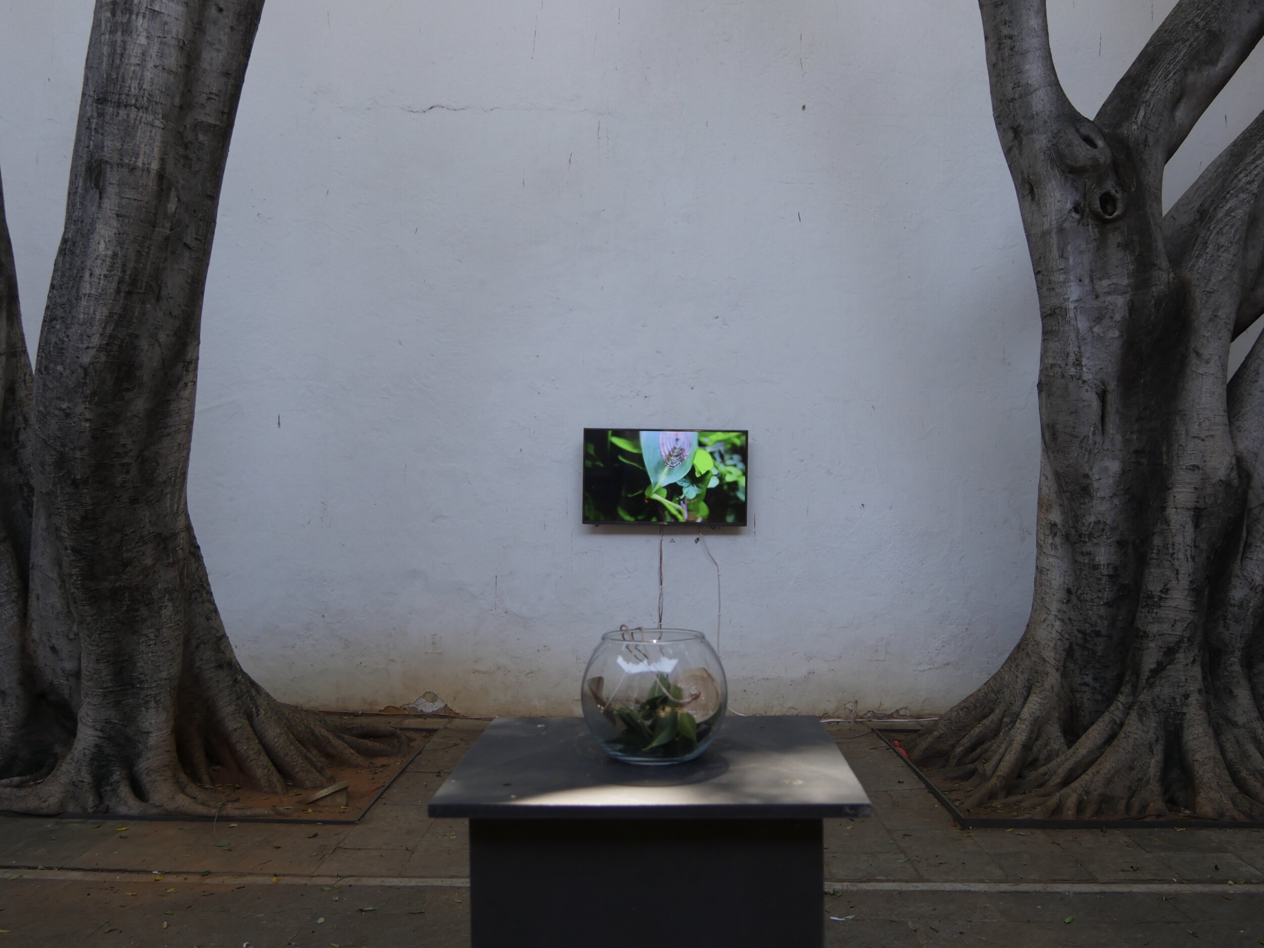 Leaf in Isolation for Museo de Arte Contemporáneo de Oaxaca