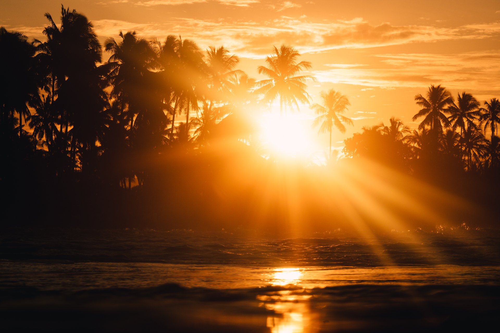 Sunrise palmtree ocean photo art by Matt Power