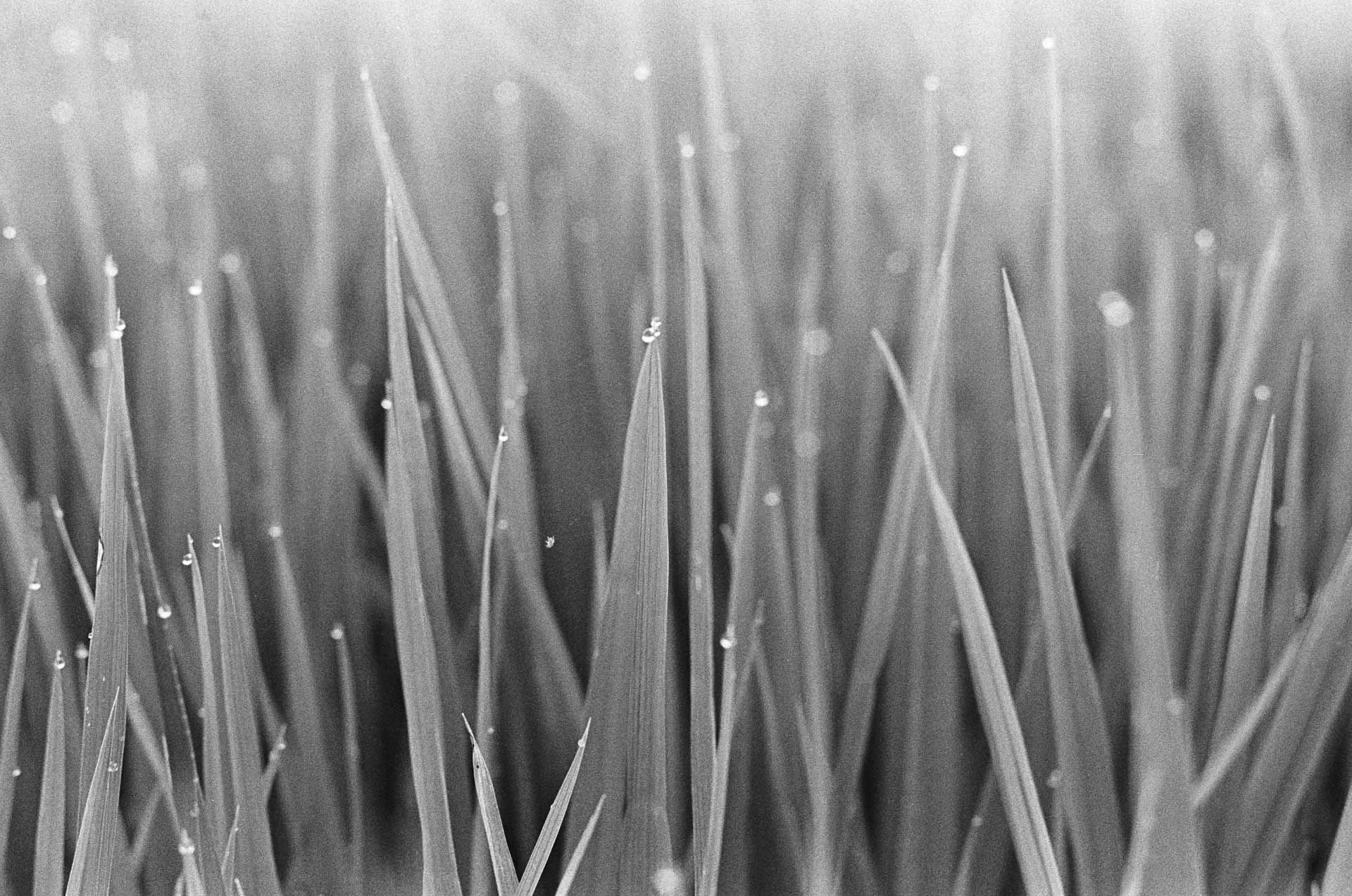 matt power photo,35mm film.jpg