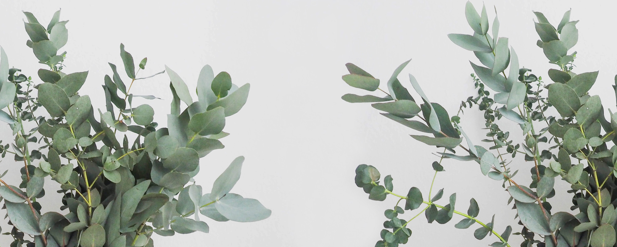 Emerging-Parent-Sage-Eucalyptus-.jpg