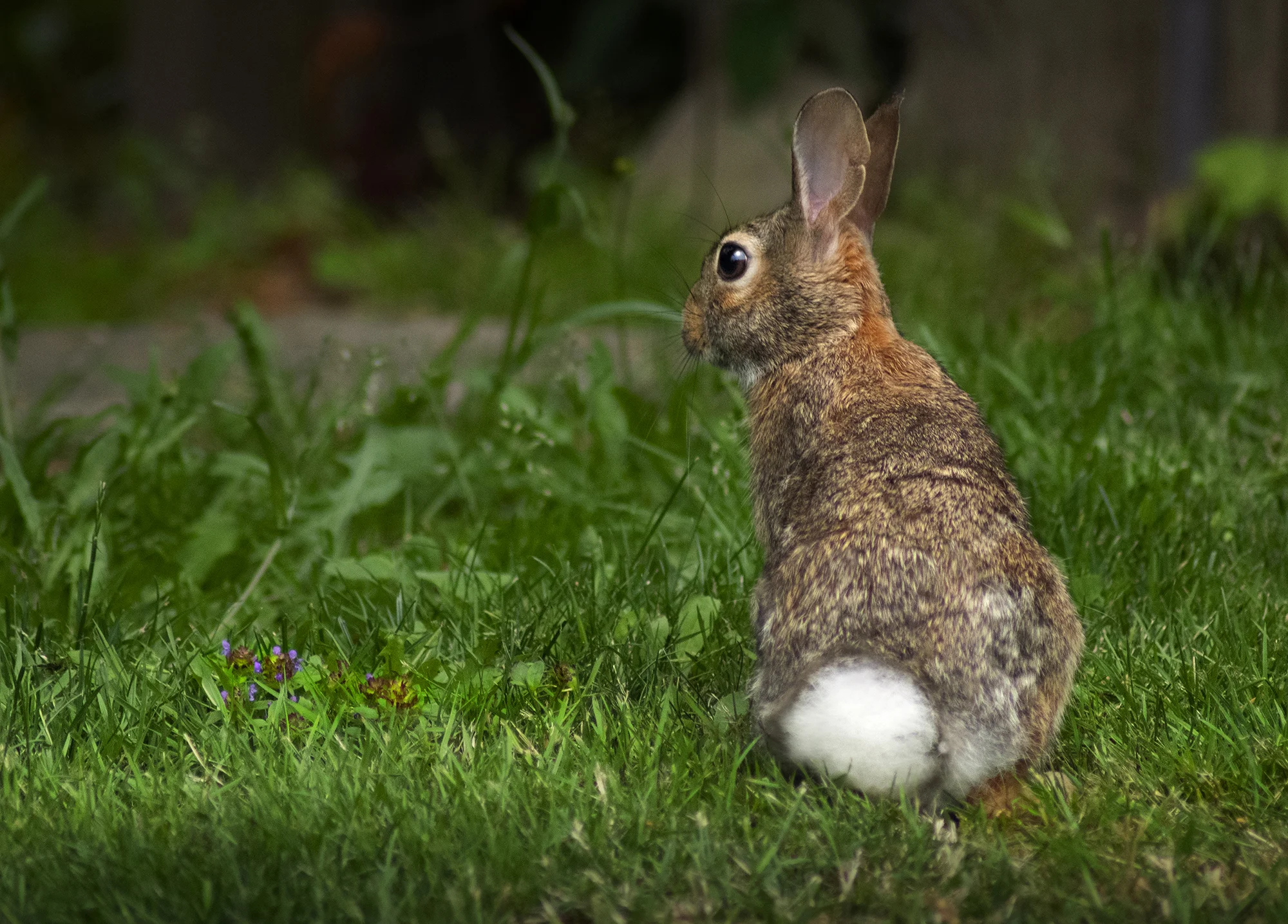 DSC_2154.jpg