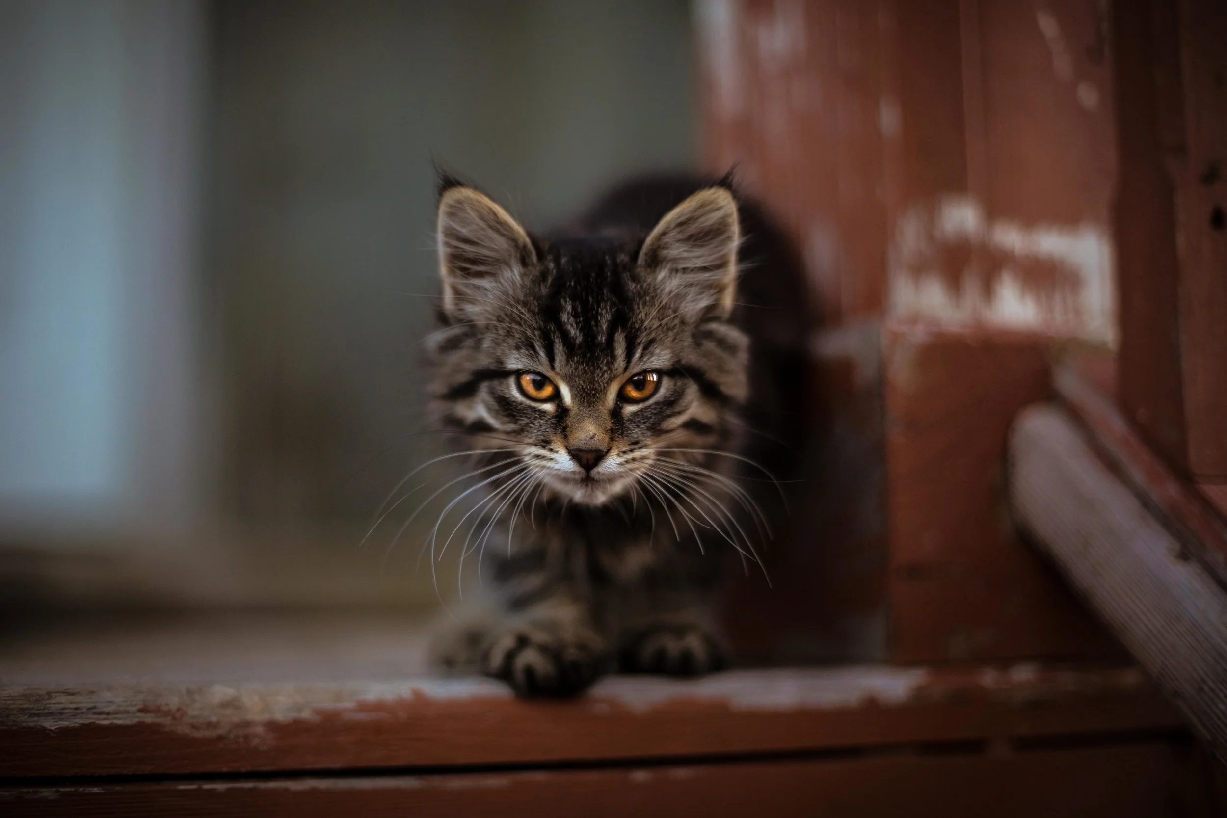 CURIOSITY KILLED THE CAT?
