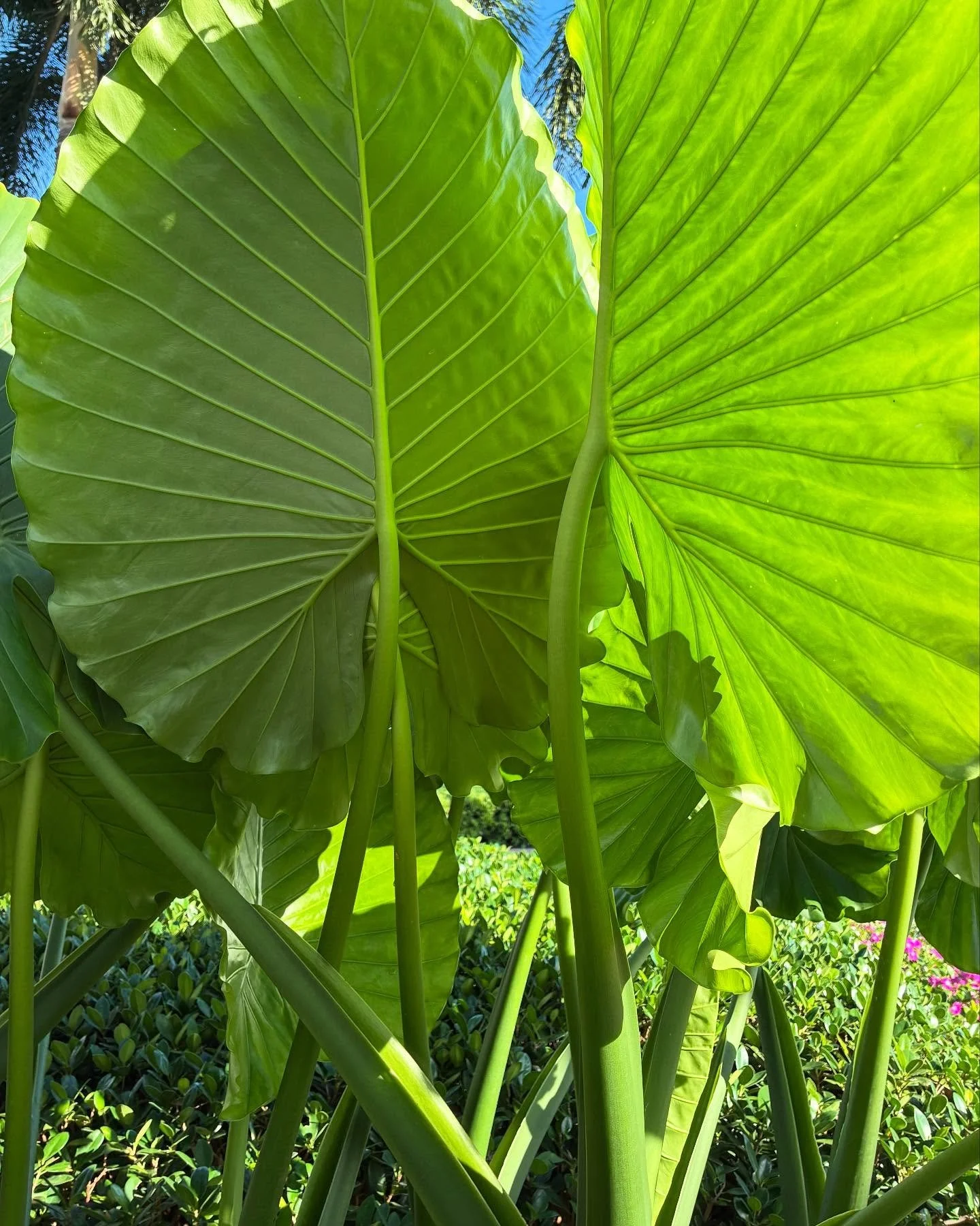 Beauty everywhere! ☀️ Nature appreciation post - we&rsquo;re surrounded by beautiful greens and florals that make our outdoor activities that much more enjoyable. 🌴🪻