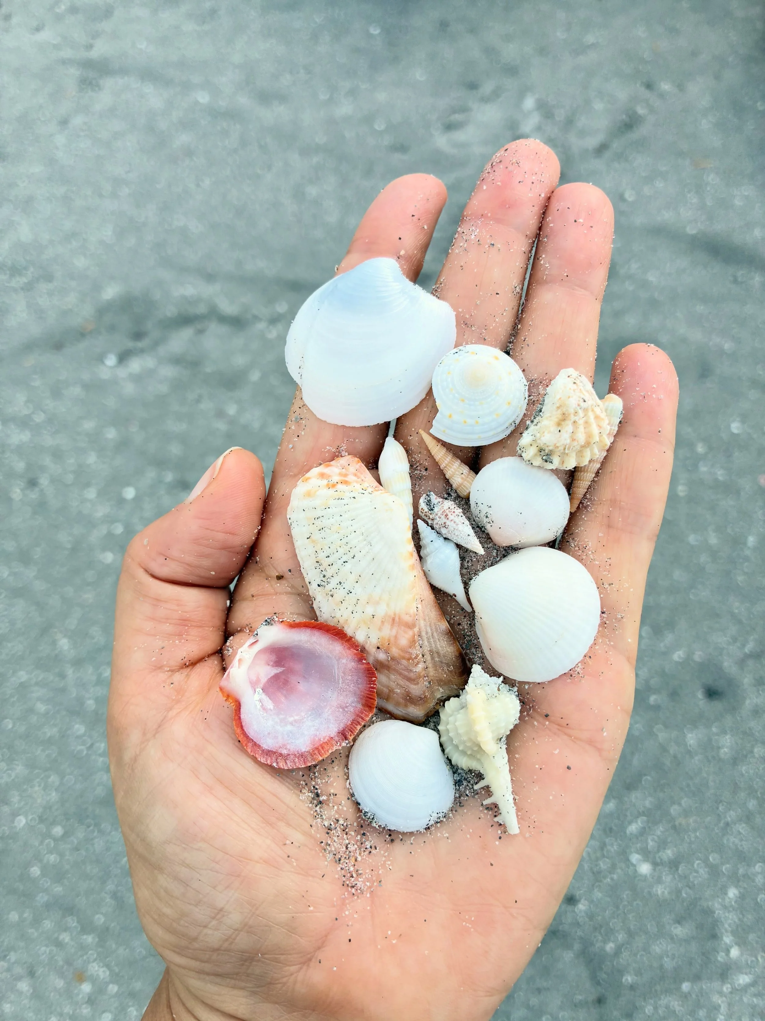 Beachcombing &amp; mindful beach walks. They are the perfect way to start a day, exploring the beach, moving intentionally, and setting the tone for a calm mind. ✨