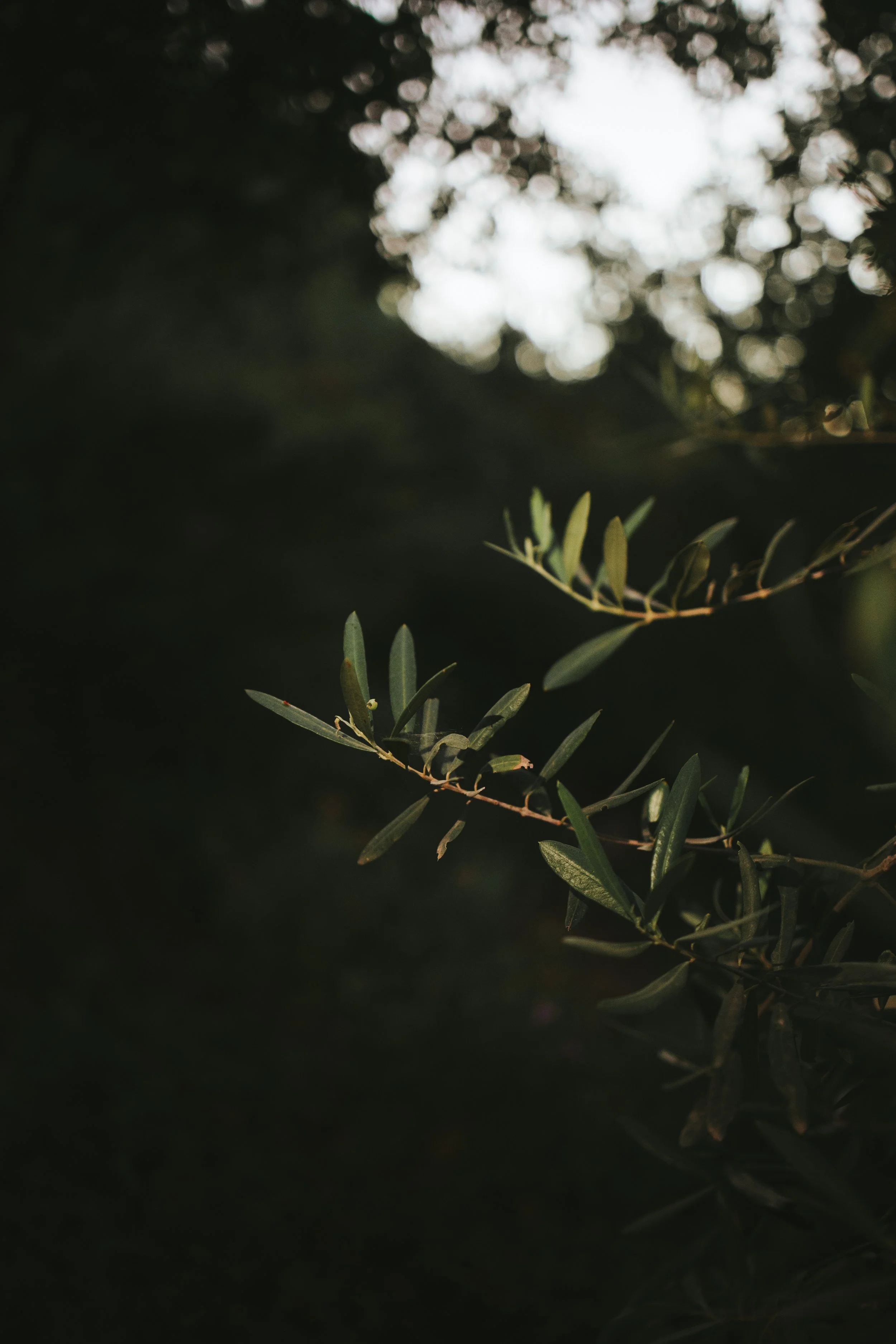 Olive Trees.jpg