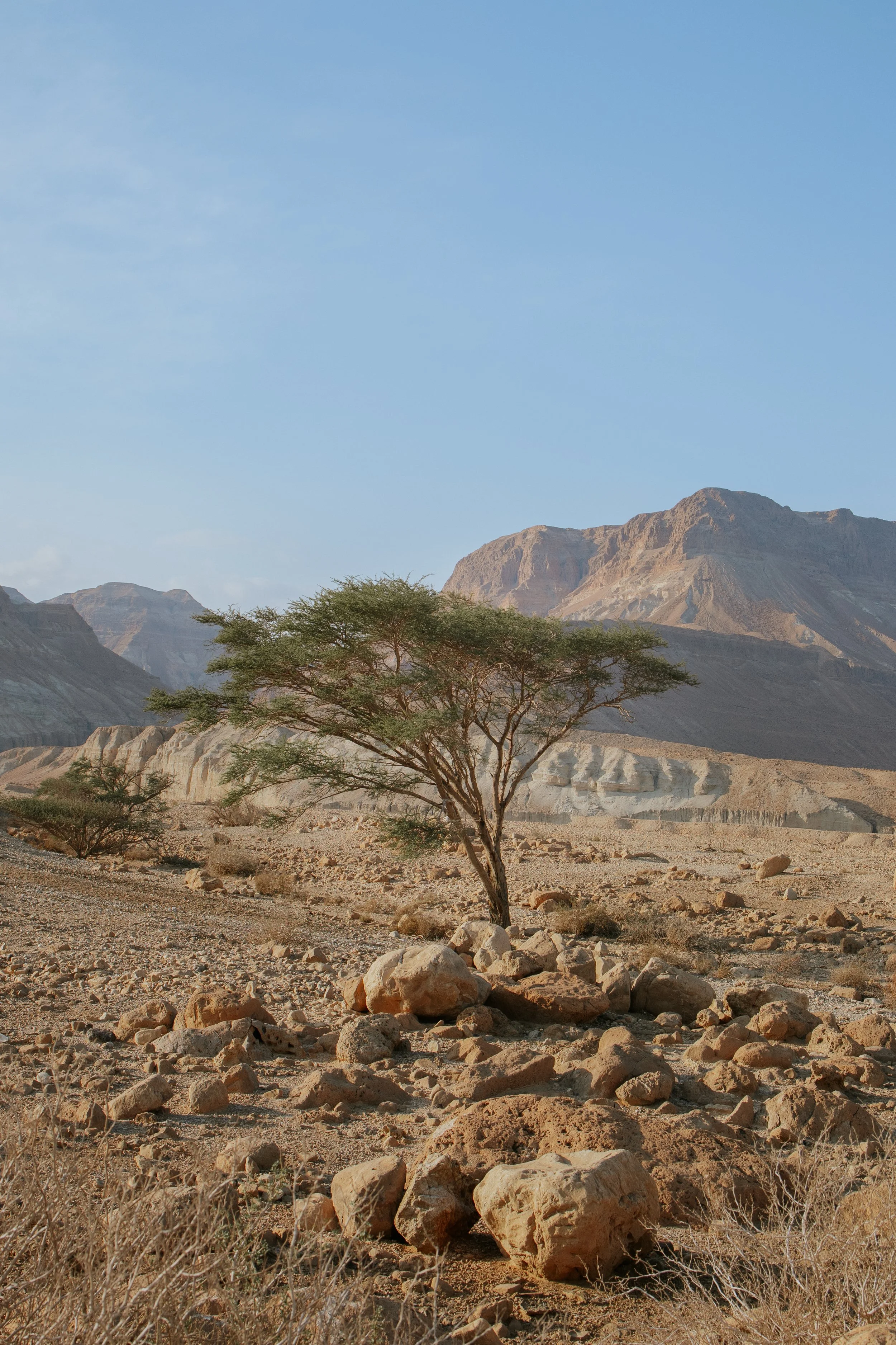 Desert Tree 4.jpg