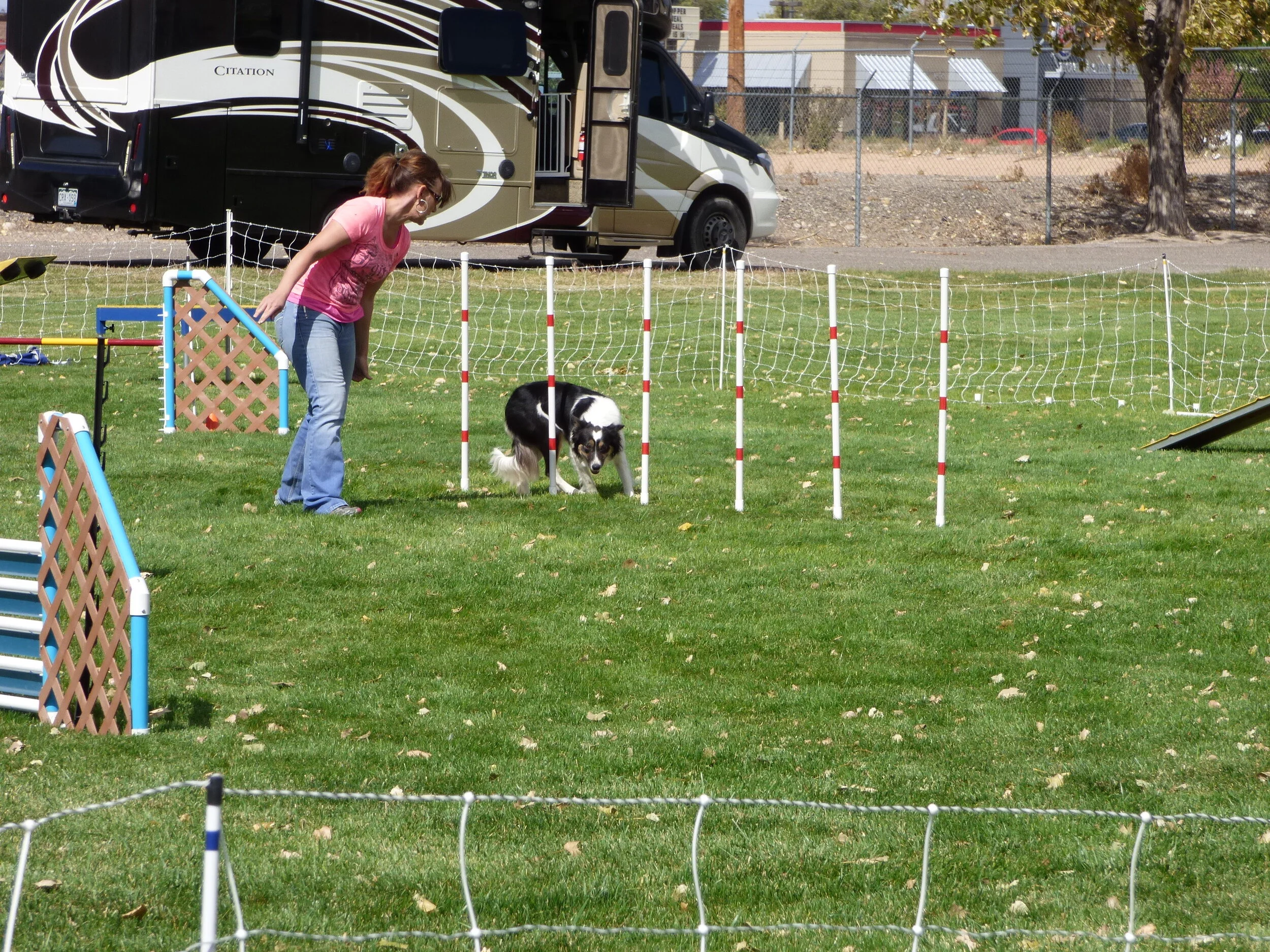 AKC Dog Agility -- Weave Poles