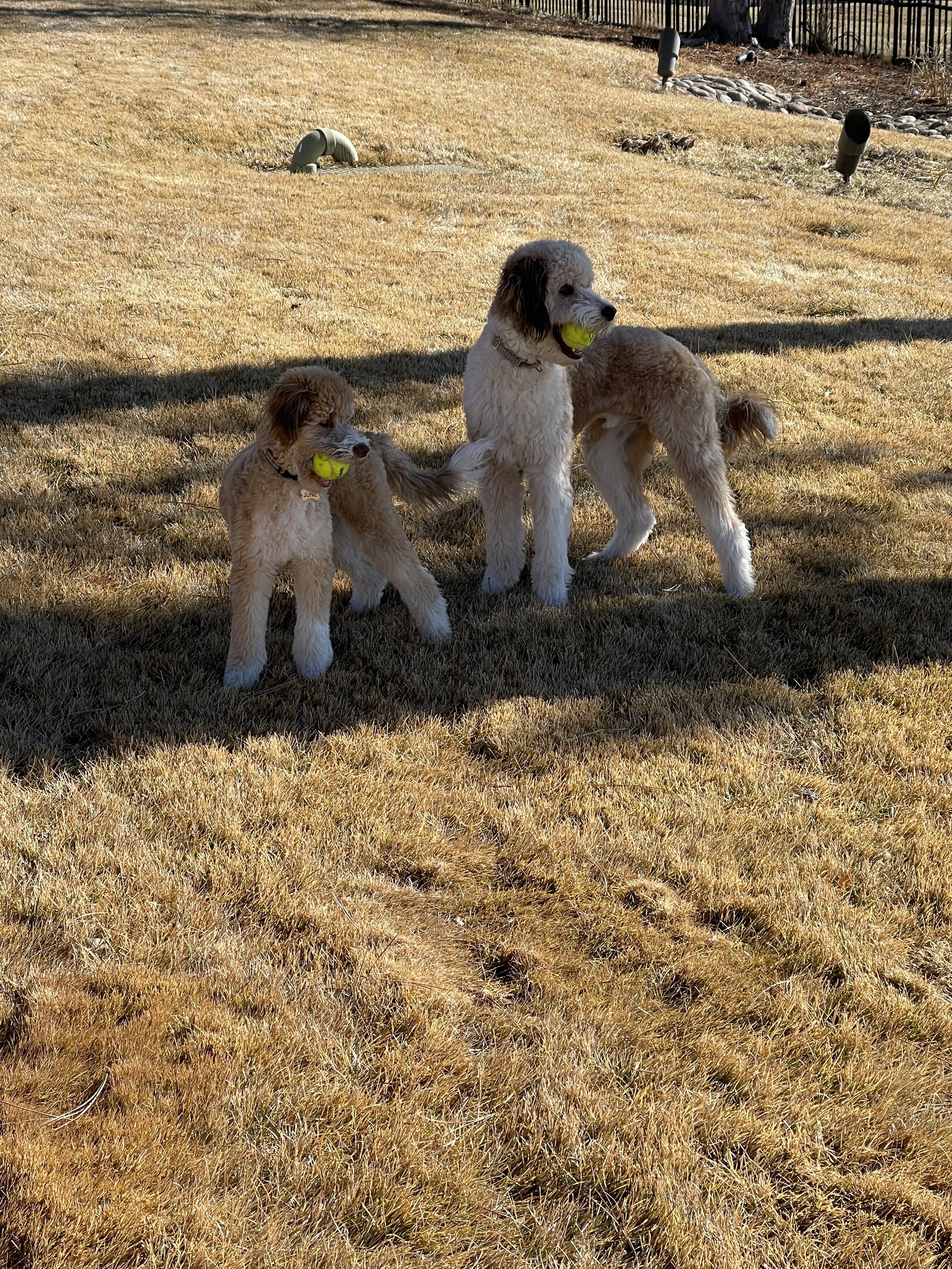 June and Moose