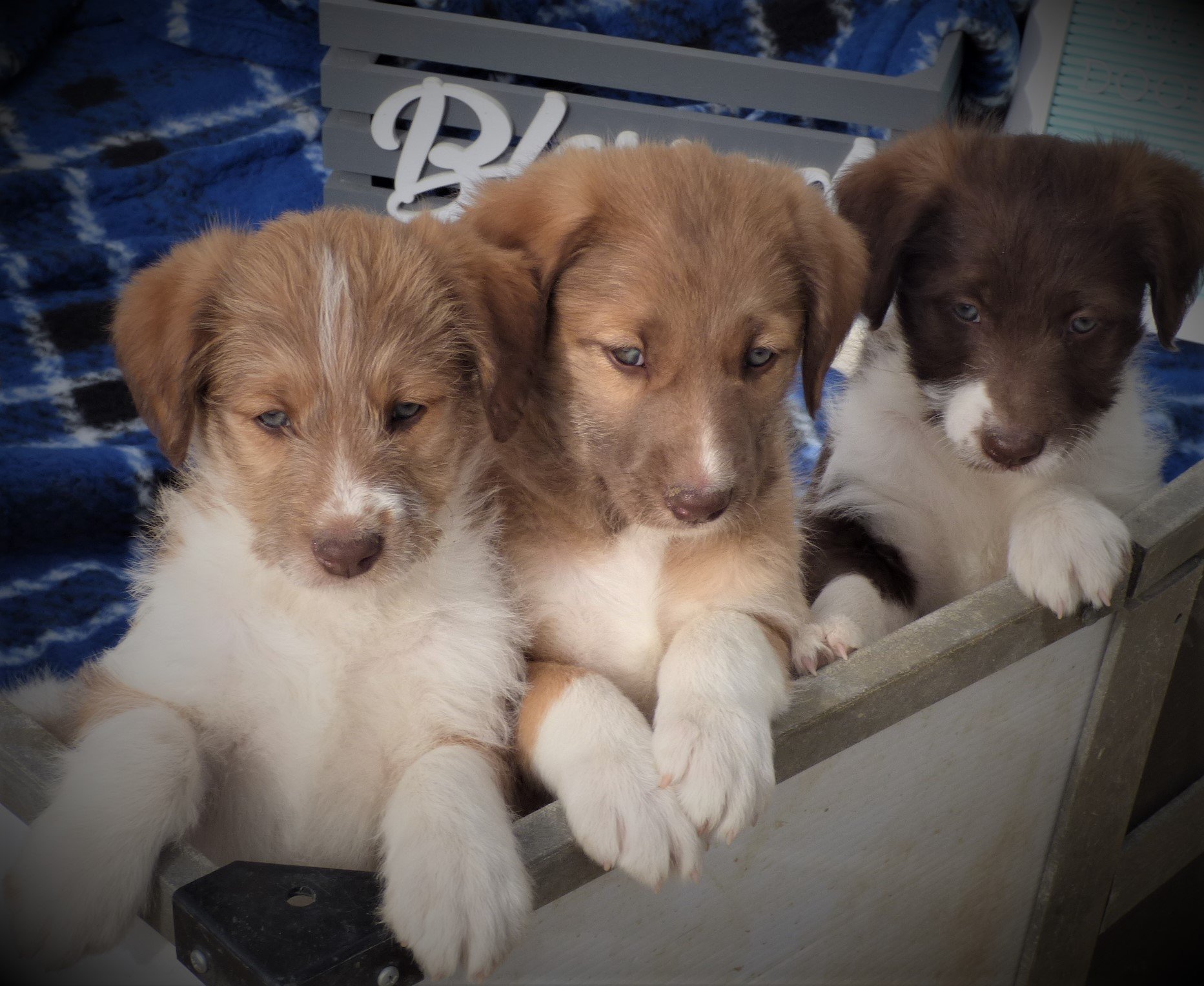 Puppies! — ~ the smart doodle