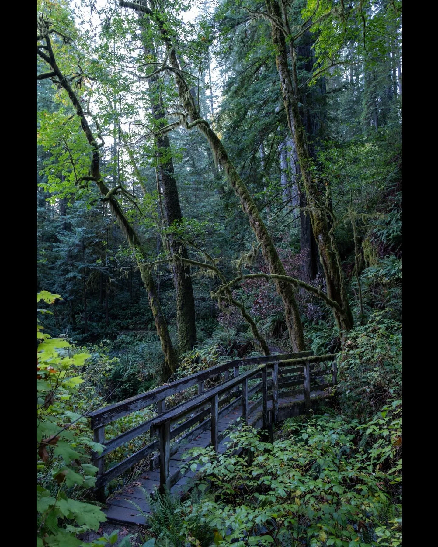We photographers bang on about light all the time, but there&rsquo;s something about those quiet moments before the sun reaches deep valleys that is calming to the soul. 

#travelogue #intothewoods #forestphotography