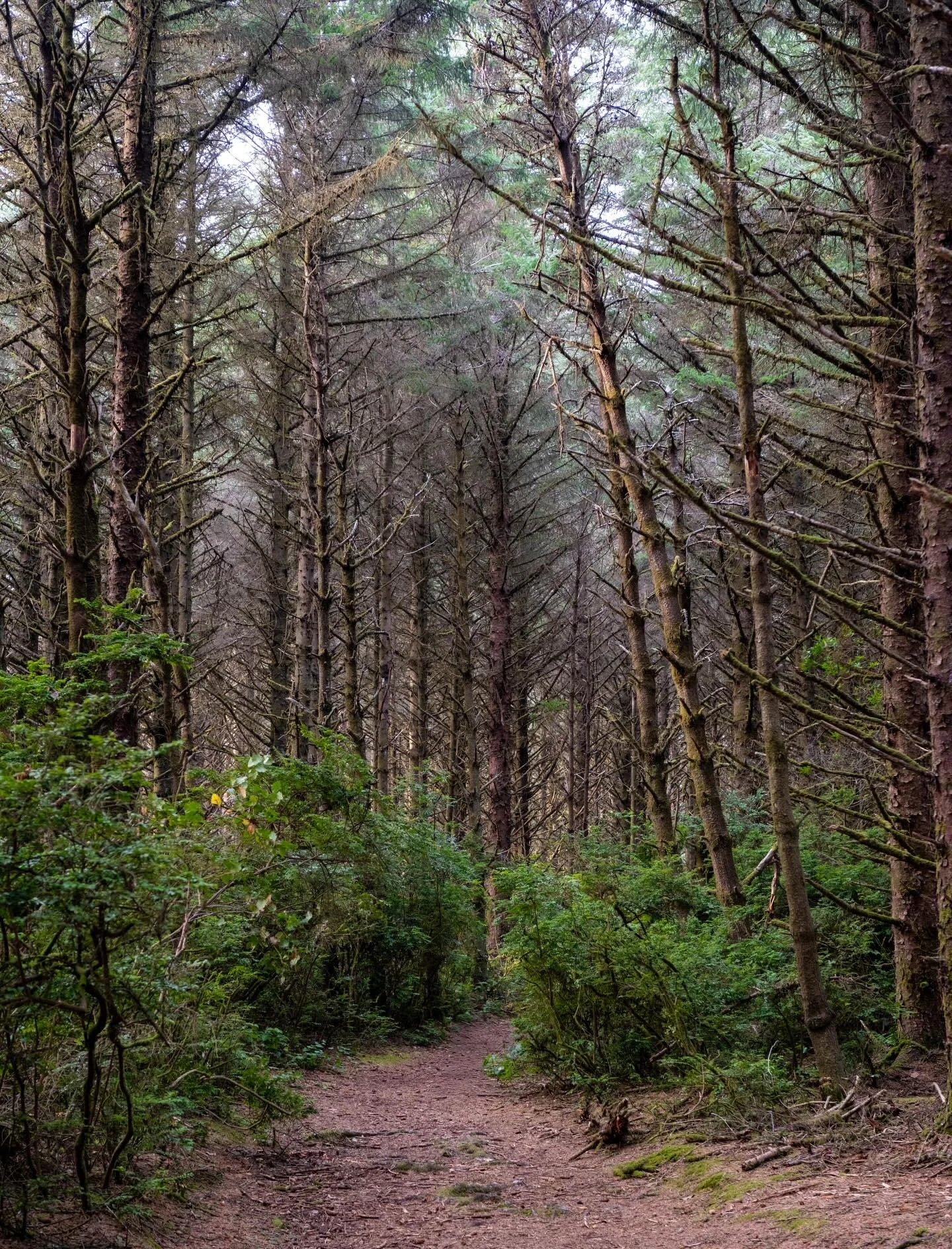 You could argue that this is an utterly unremarkable picture, but I find something so wonderful about the way the trees melt together. All that sharpness becoming soft. 

#travelogue #intothewoods #forestphotography