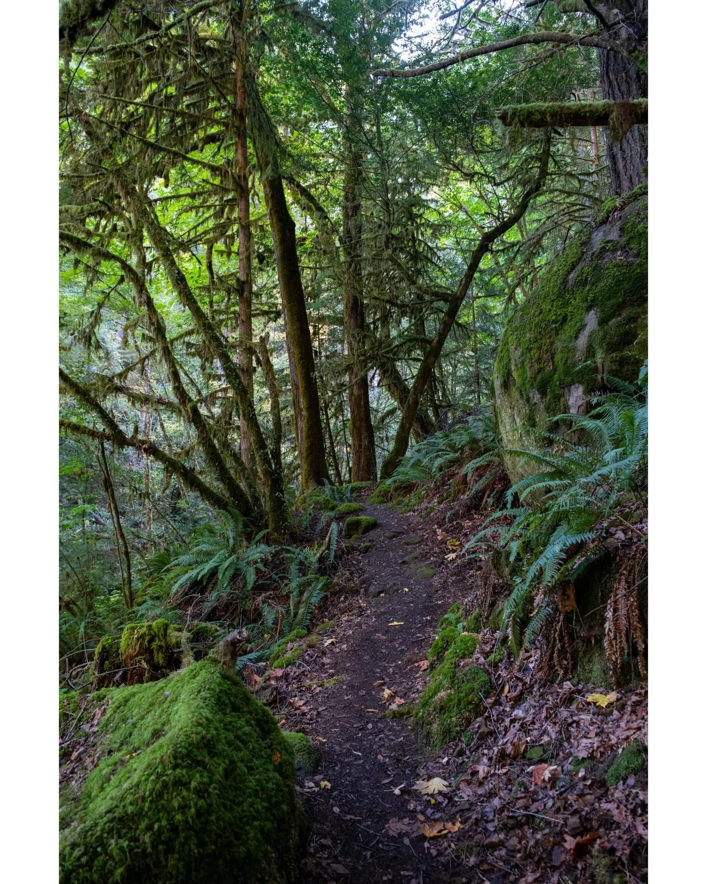 The glorious chaos of the woods. This was deep in the wild forest, not a single other soul on the trail. Well, other than the birds and other animals that kept themselves hidden from view. 

#travelogue #intothewild #forestphotography