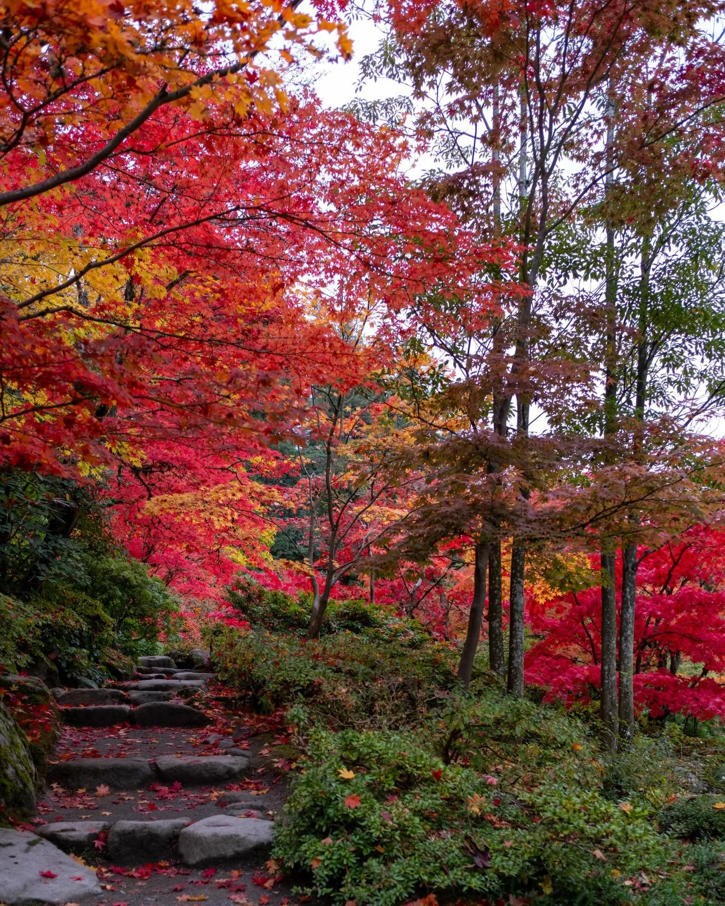 I have nothing thematically appropriate for Christmas, so the red &amp; green from the Japanese gardens will have to do. 

#travelogue #kindofchristmas #seattlelife
