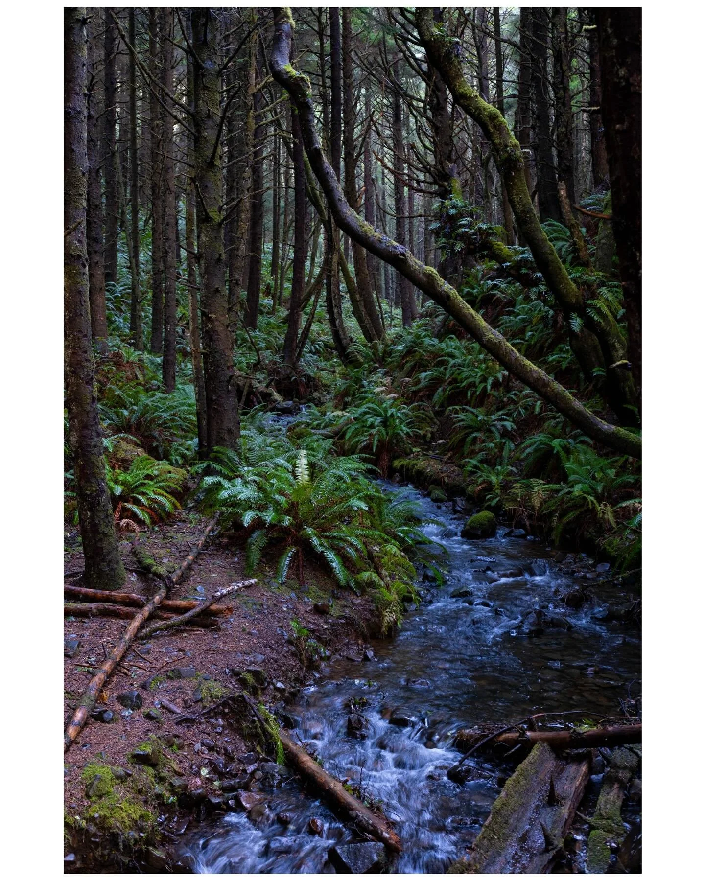 Deeper and deeper into the dark wood

#travelogue #forestphotography #oregonexplored