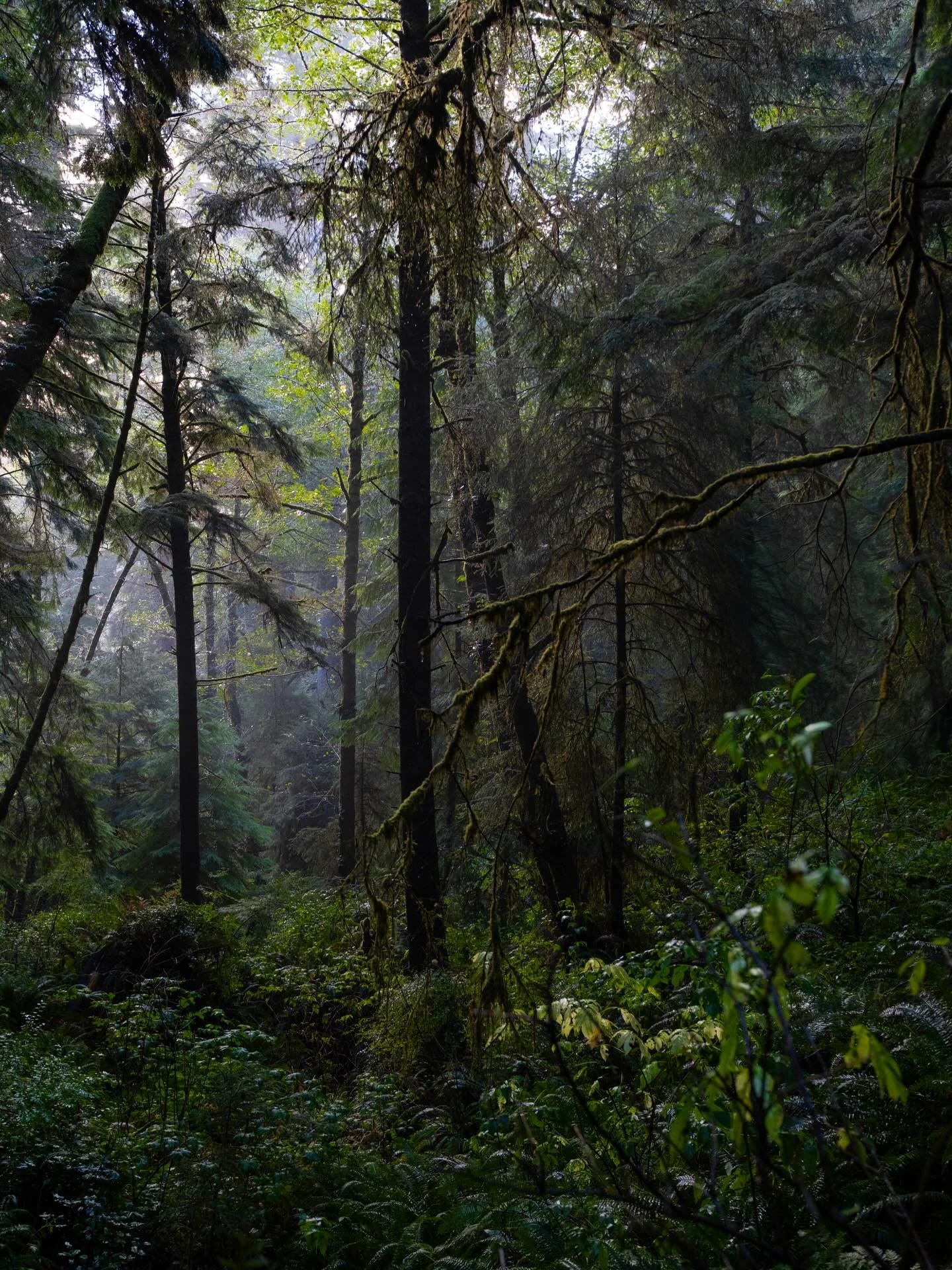 The magic of the woods 

#travelogue #oregoncoast #forestphotography