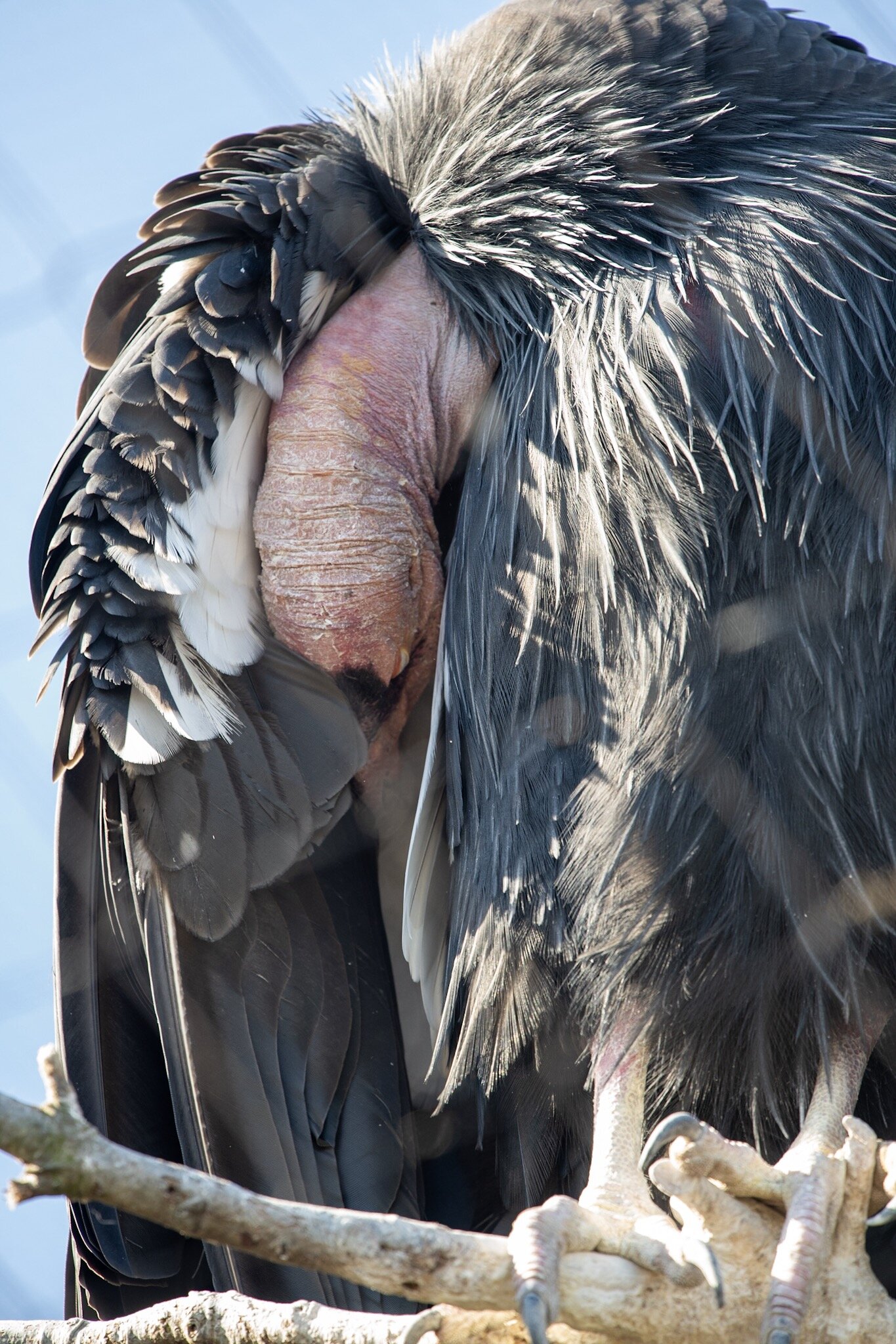  Up close and personal with a California Condor 