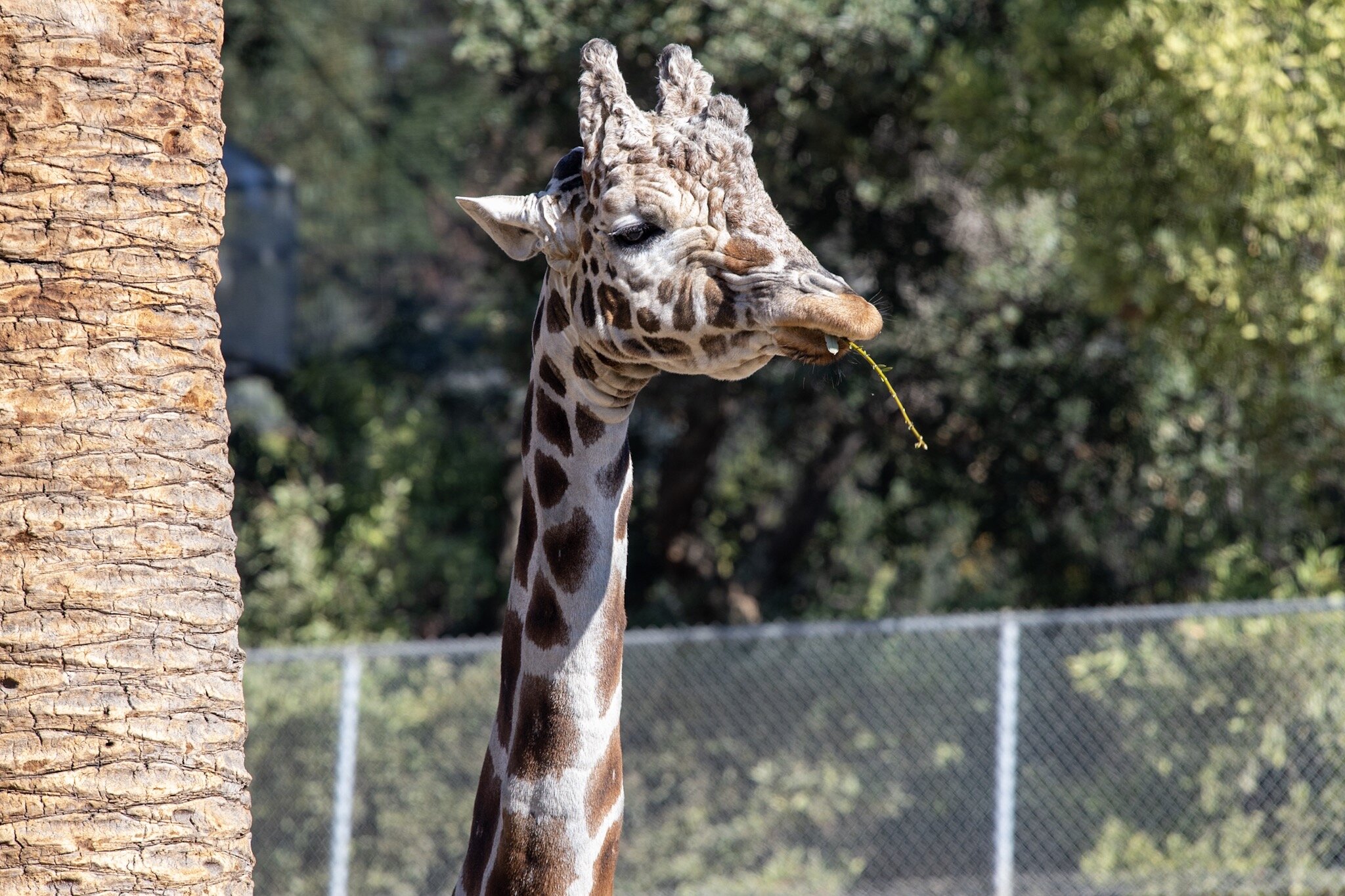  One of a couple giraffes at the zoo. He was just munching on breakfast looking at us looking at him. 
