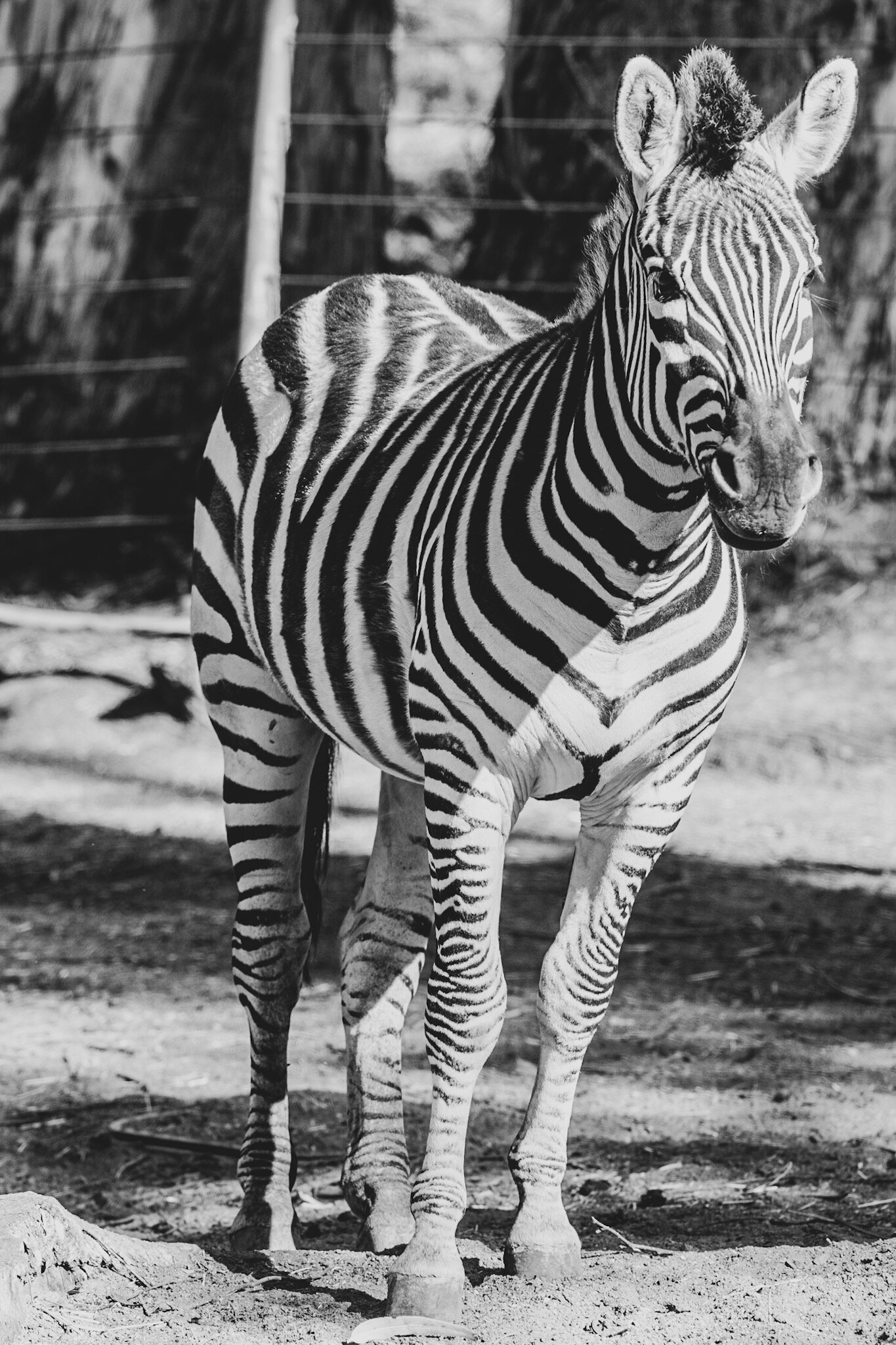  Zebra, another favorite. 