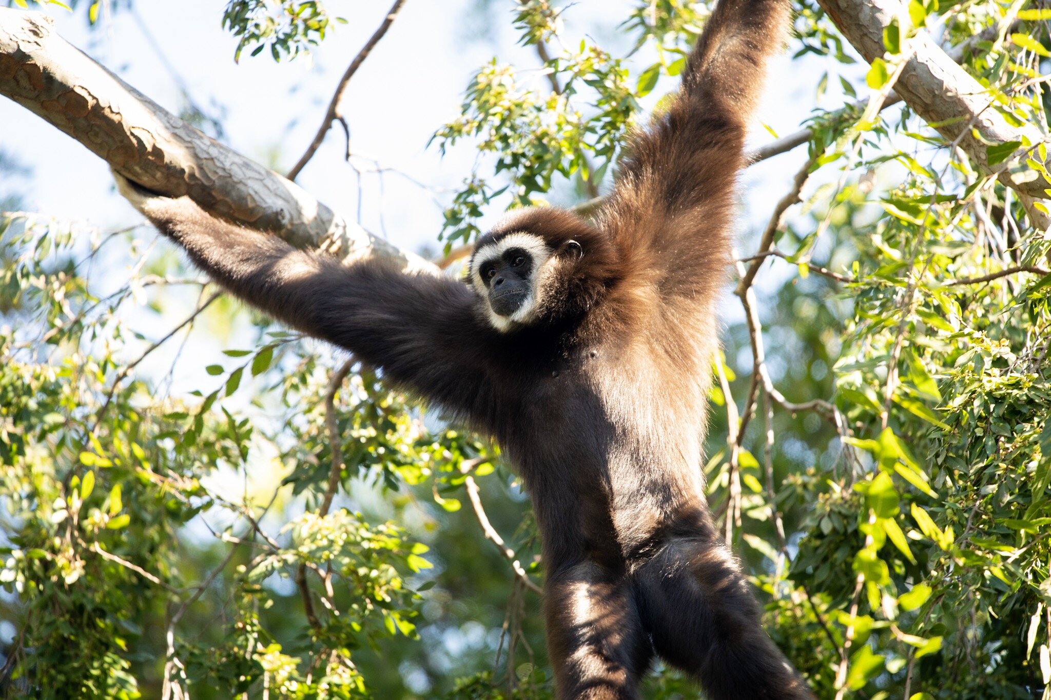  And lastly a gibbon. These guys are a hoot to watch as they swing around their enclosure. Very popular with the kiddos 